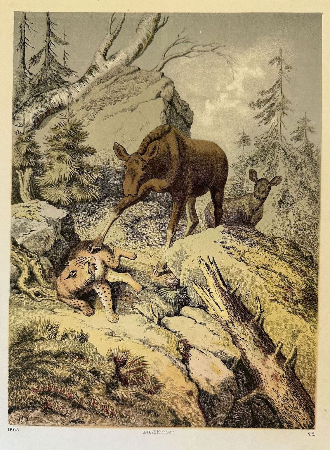SCENA DI CACCIA AFRICANA GHEPARDO E ANTILOPE