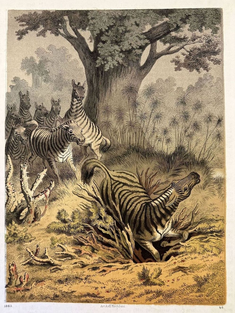 SCENA DI CACCIA AFRICANA ZEBRA