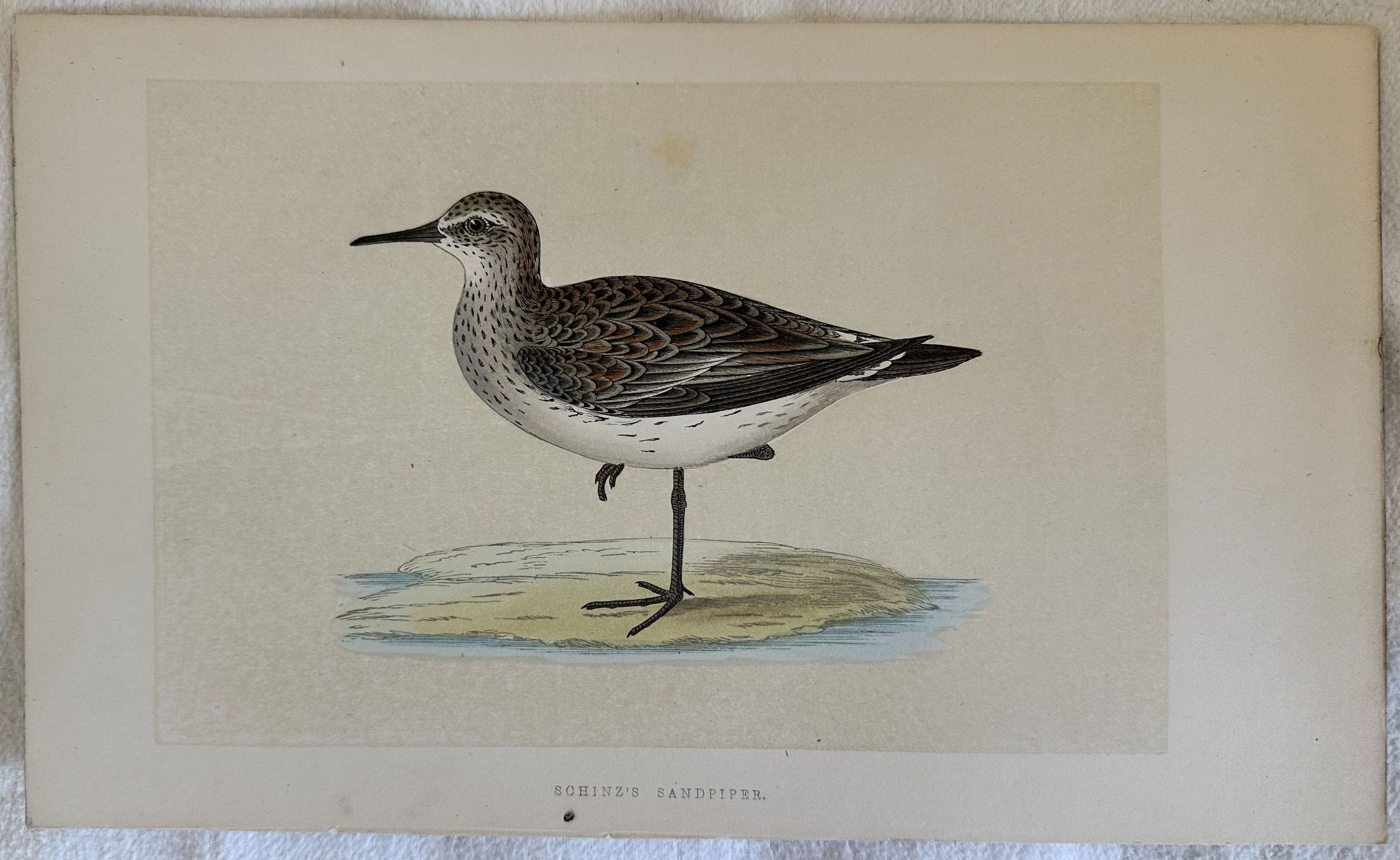 SCHINZ'S SANDPIPER (Gambecchio di Bonaparte)
