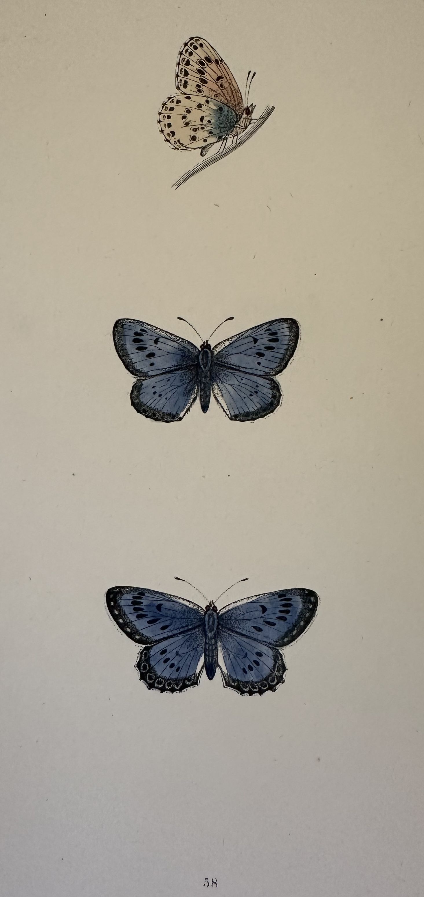 SCHWARZGEFLECKTER BLAULING Phengaris arion