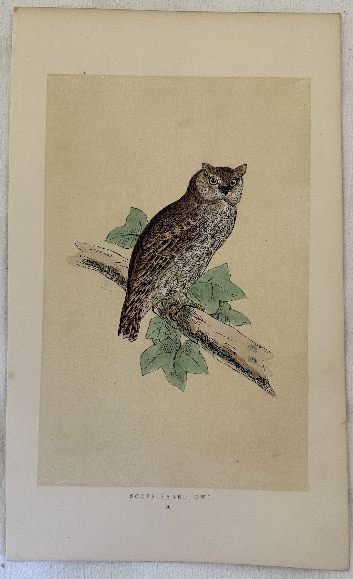 SCOPS-EARED OWL (Assiolo comune)