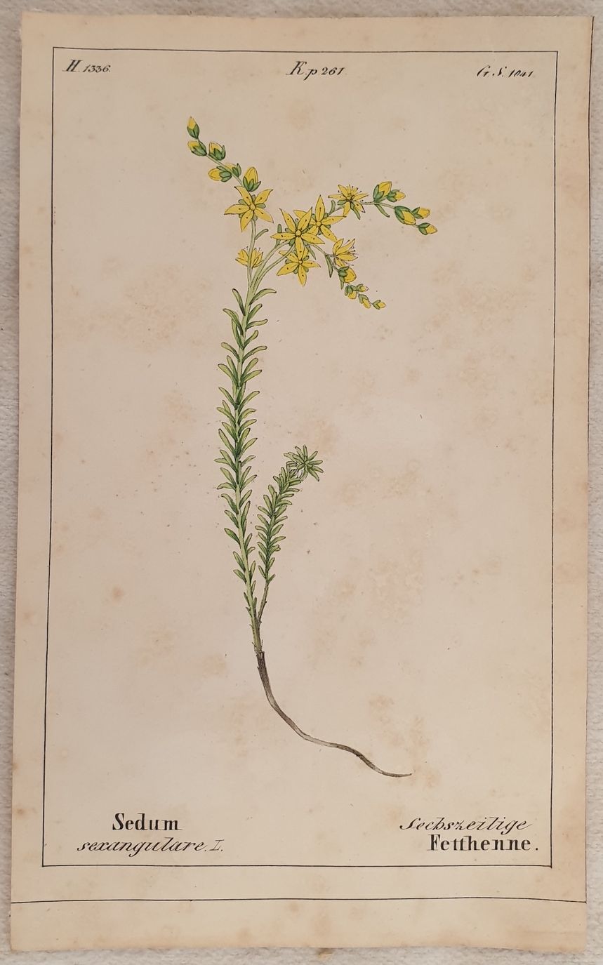 Sedum sexangulare