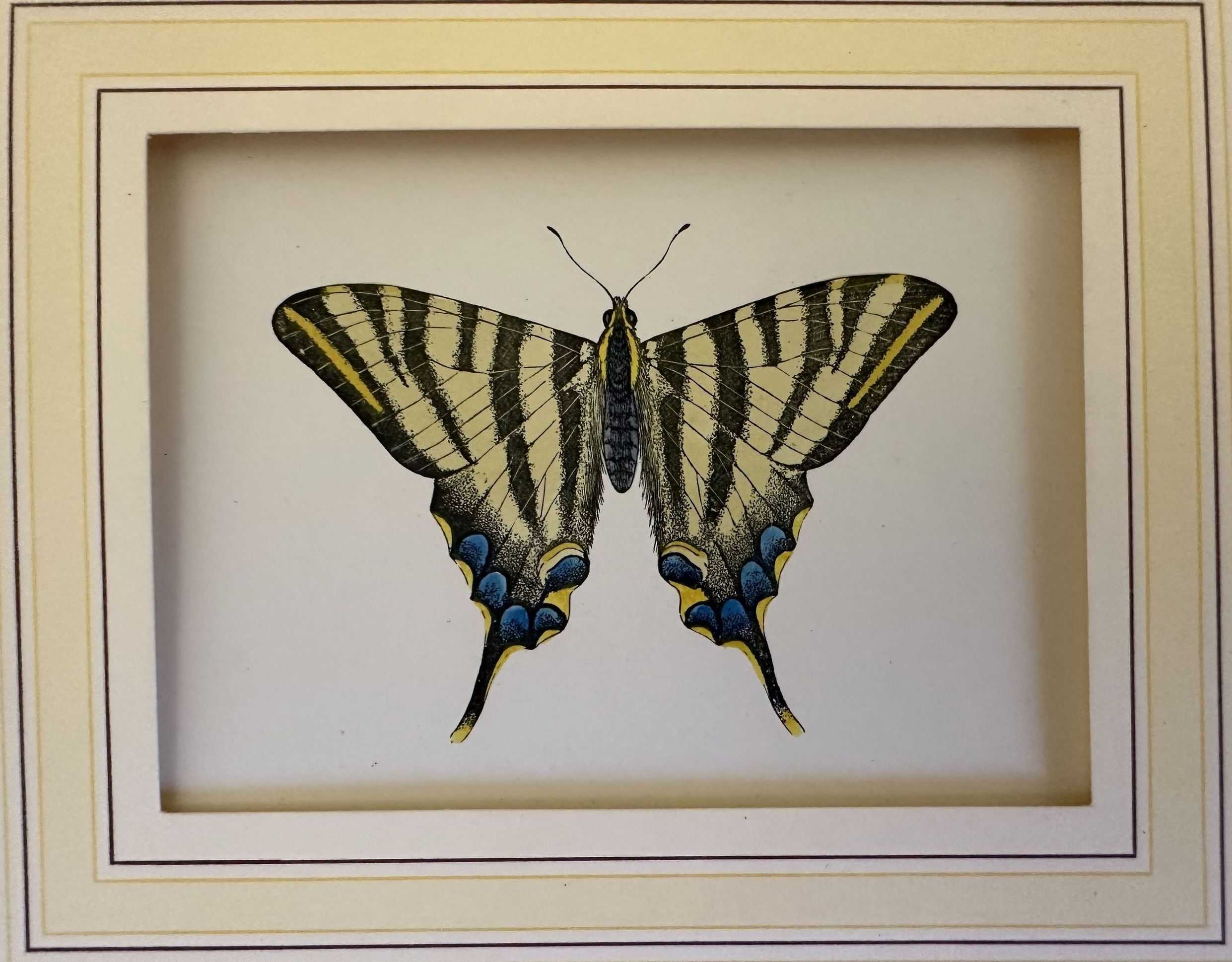 Segerfalter Iphiclides podalirius (Podalirio)