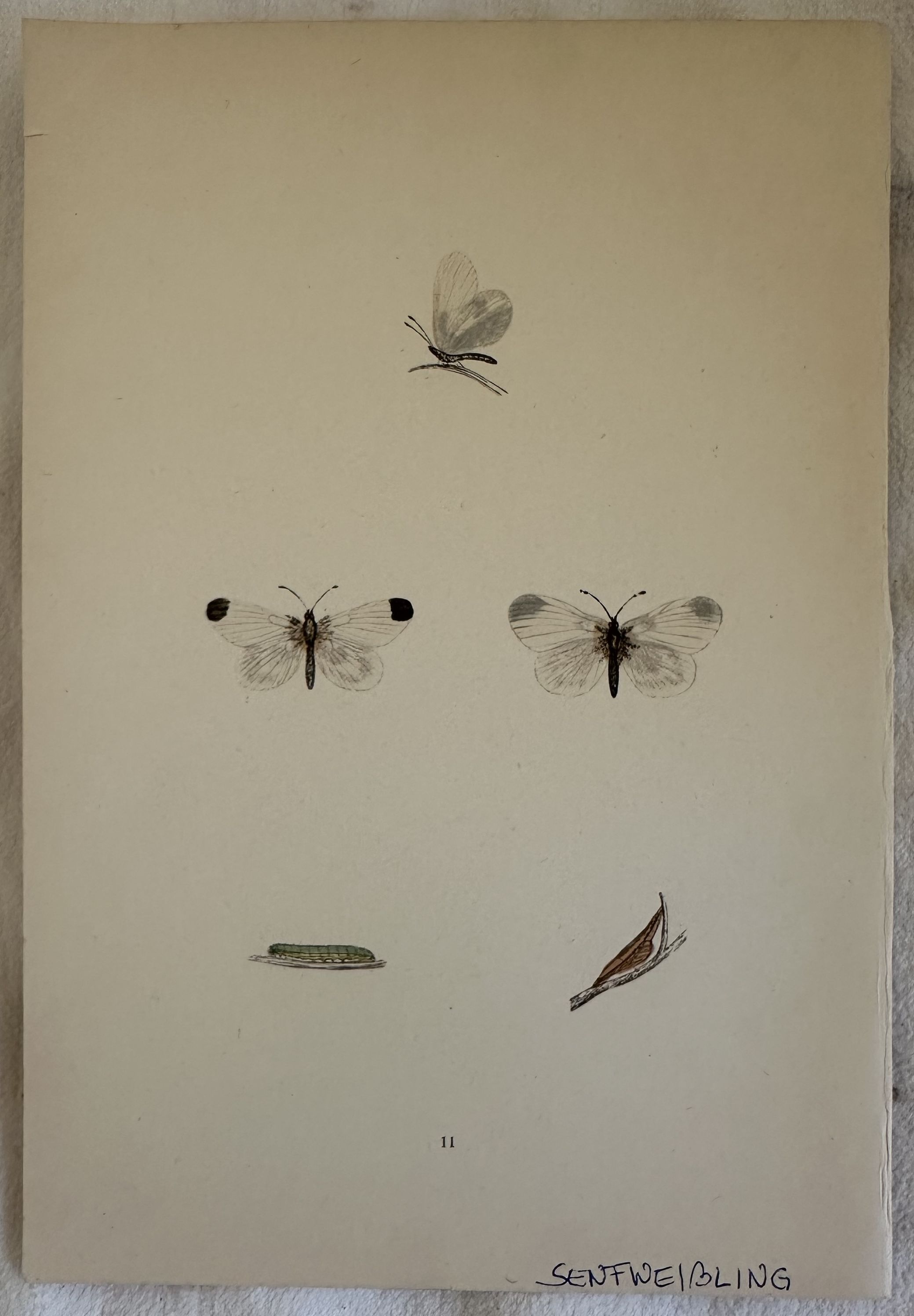 SENFWEISSLING Leptidea sinapis Pieride della senape