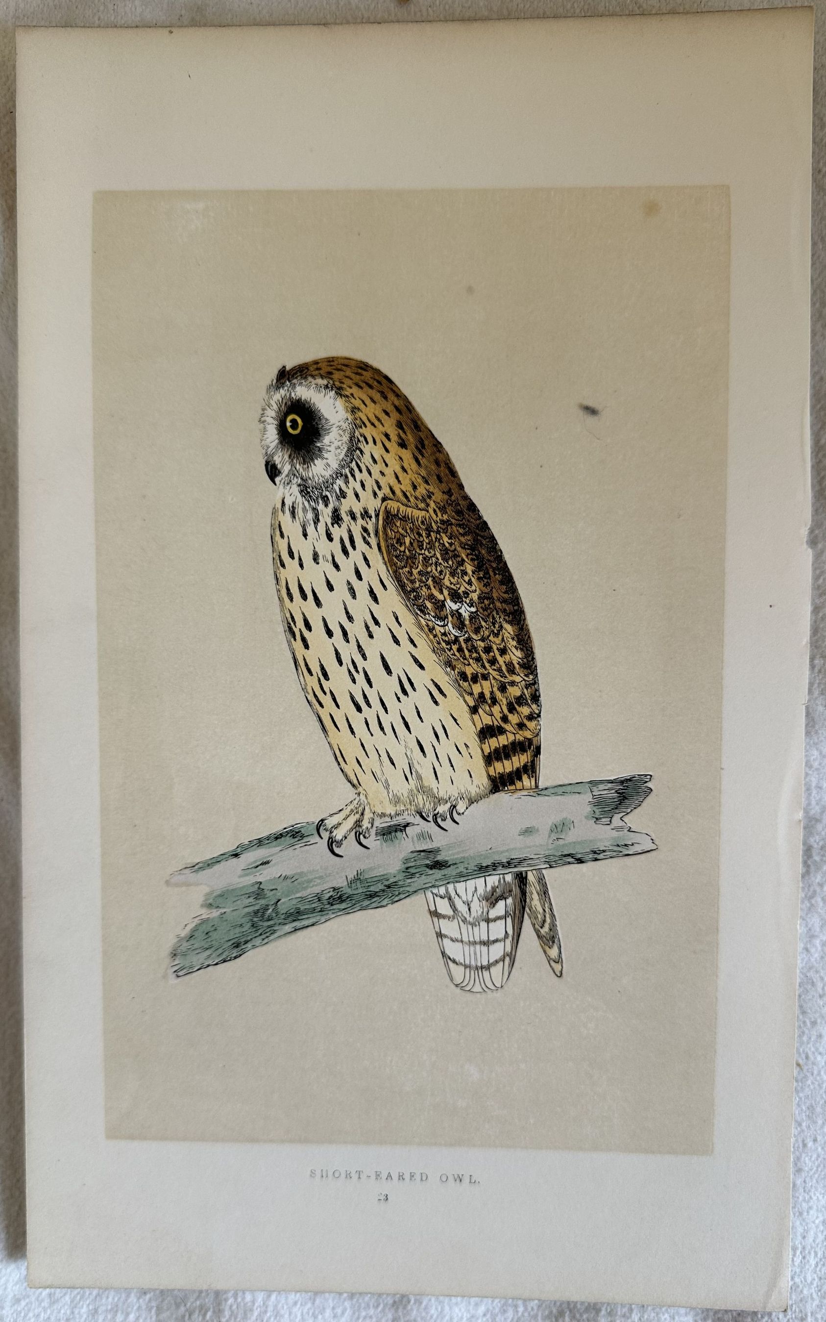 SHORT-EARED OWL (Gufo di palude)