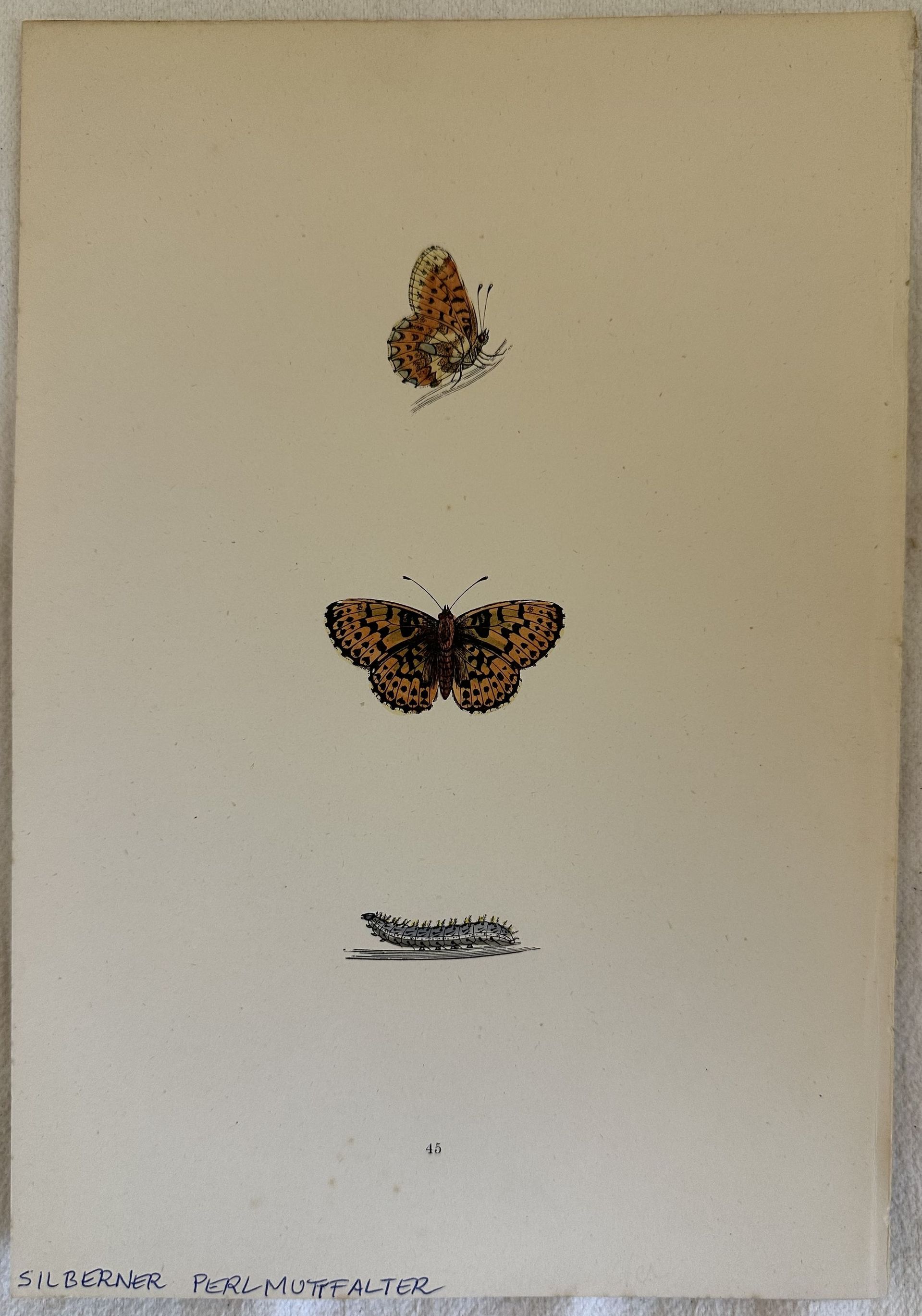 SILBERNER PERLMUTTFALTER Boloria euphrosyne (Galatea)