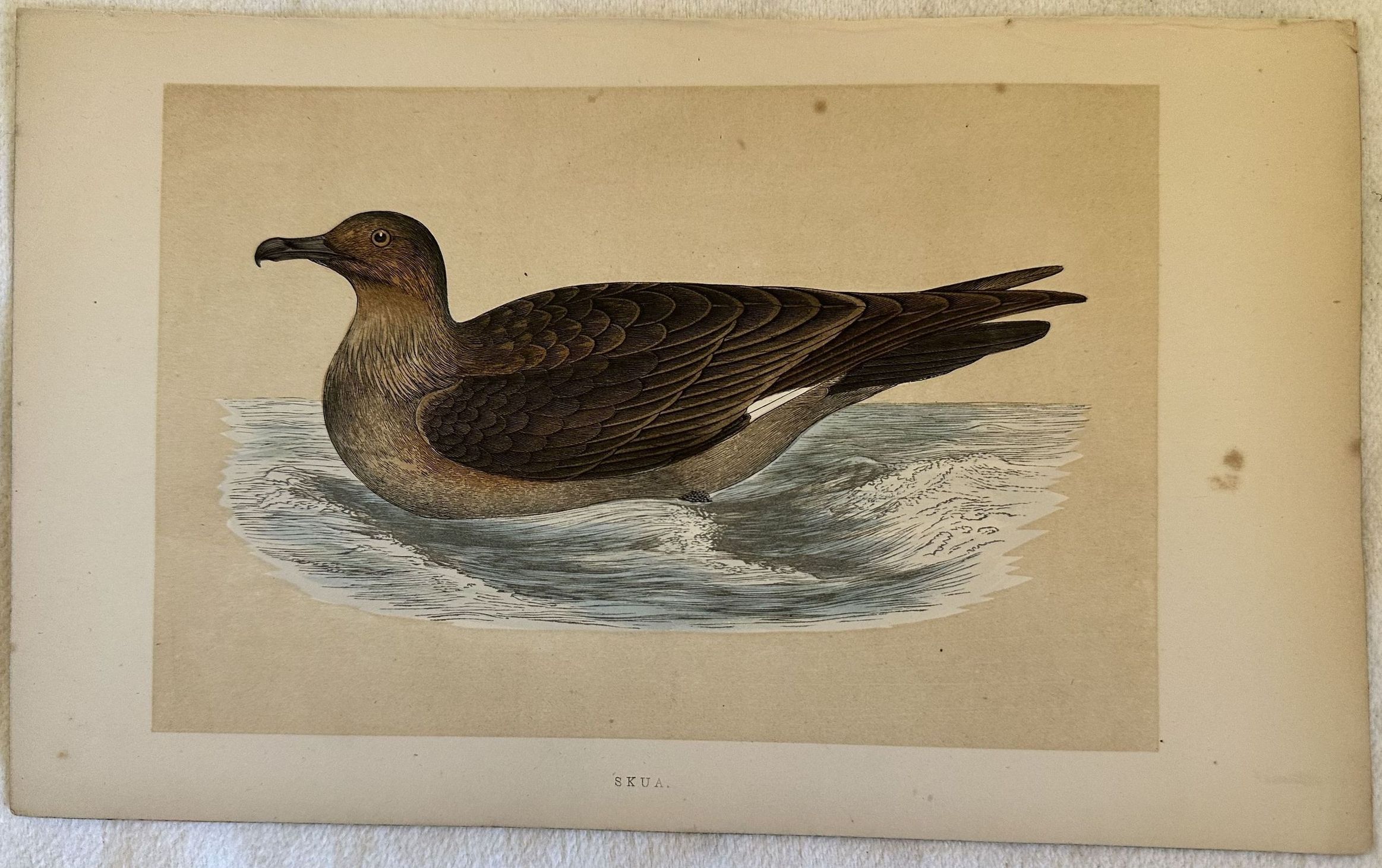 SKUA Stercorarius skua (Stercorario maggiore)