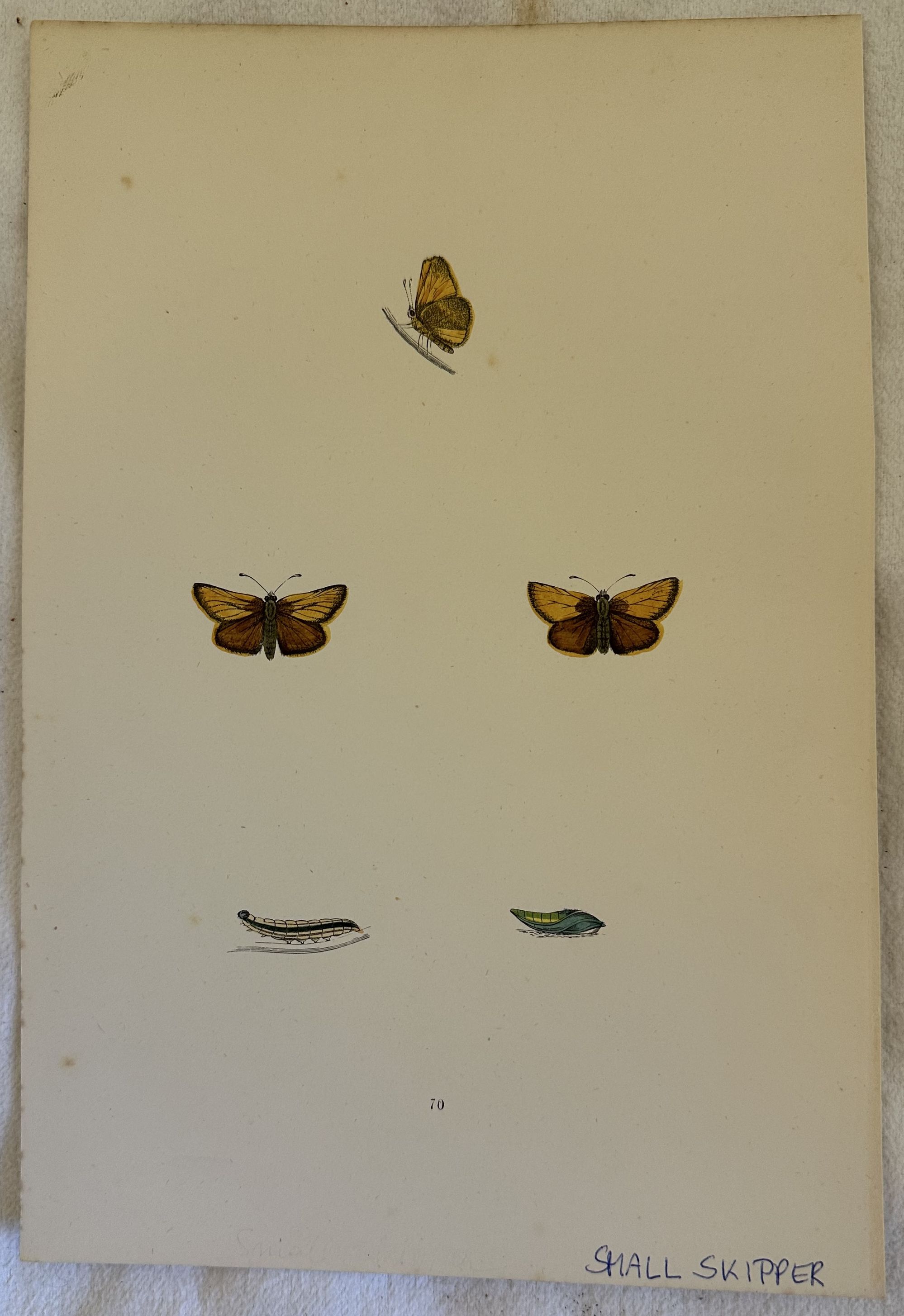 SMALL SKIPPER Thymelicus sylvestris