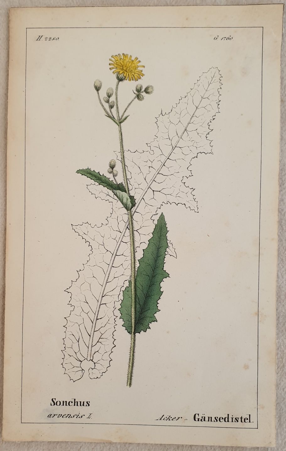 Sonchus arvensis