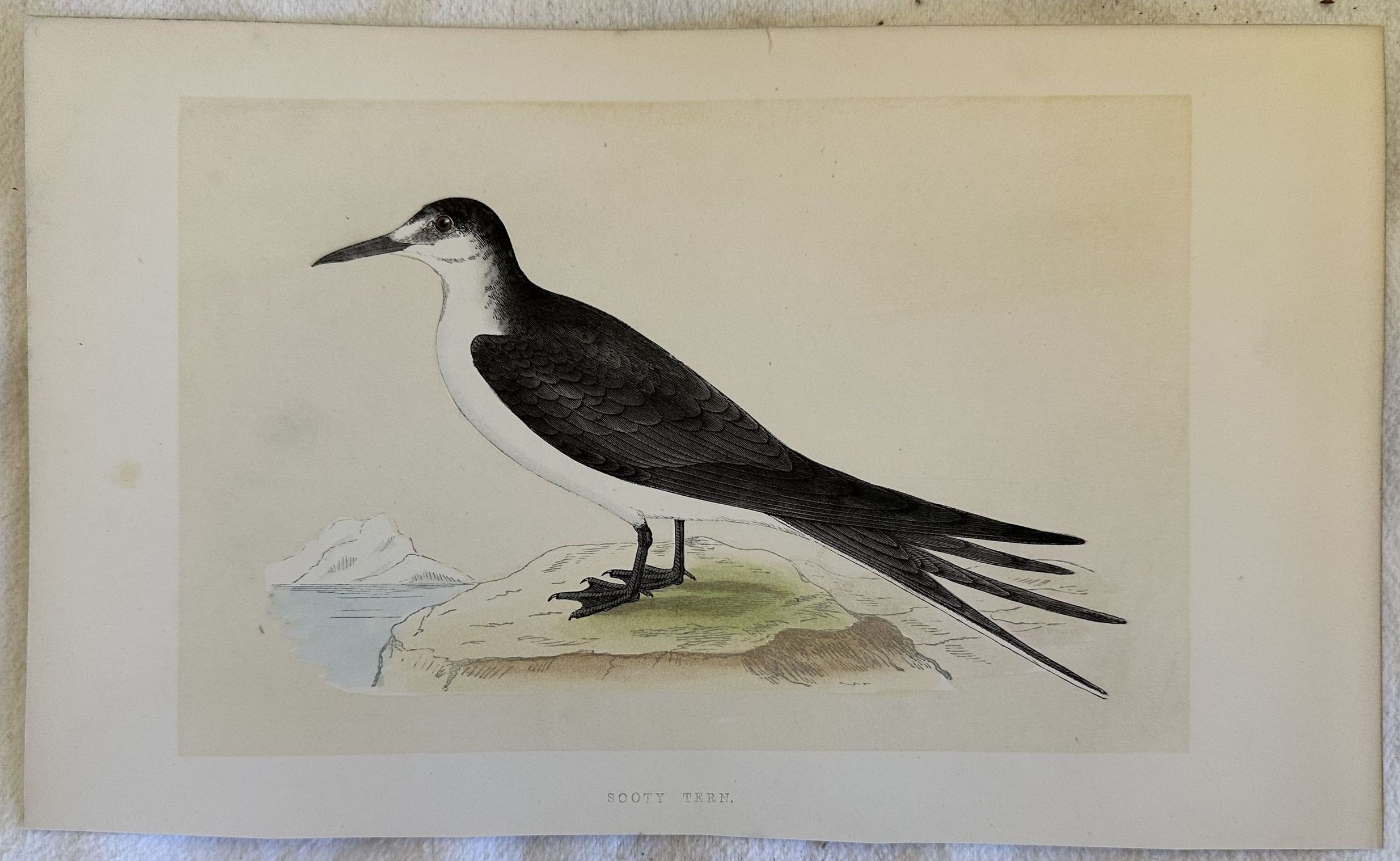 SOOTY TERN (Onychoprion fuscatus) Sterna fuligginosa