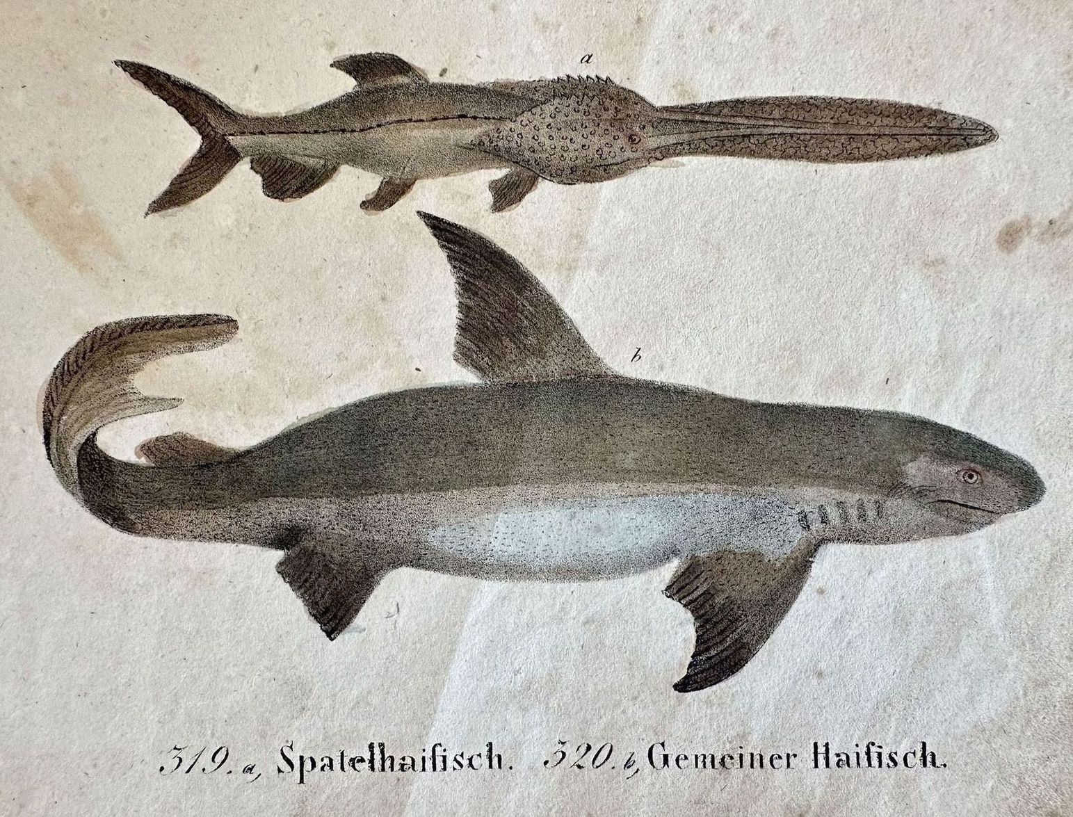 SPATELHAIFISCH GEMEINER HAIFISCH