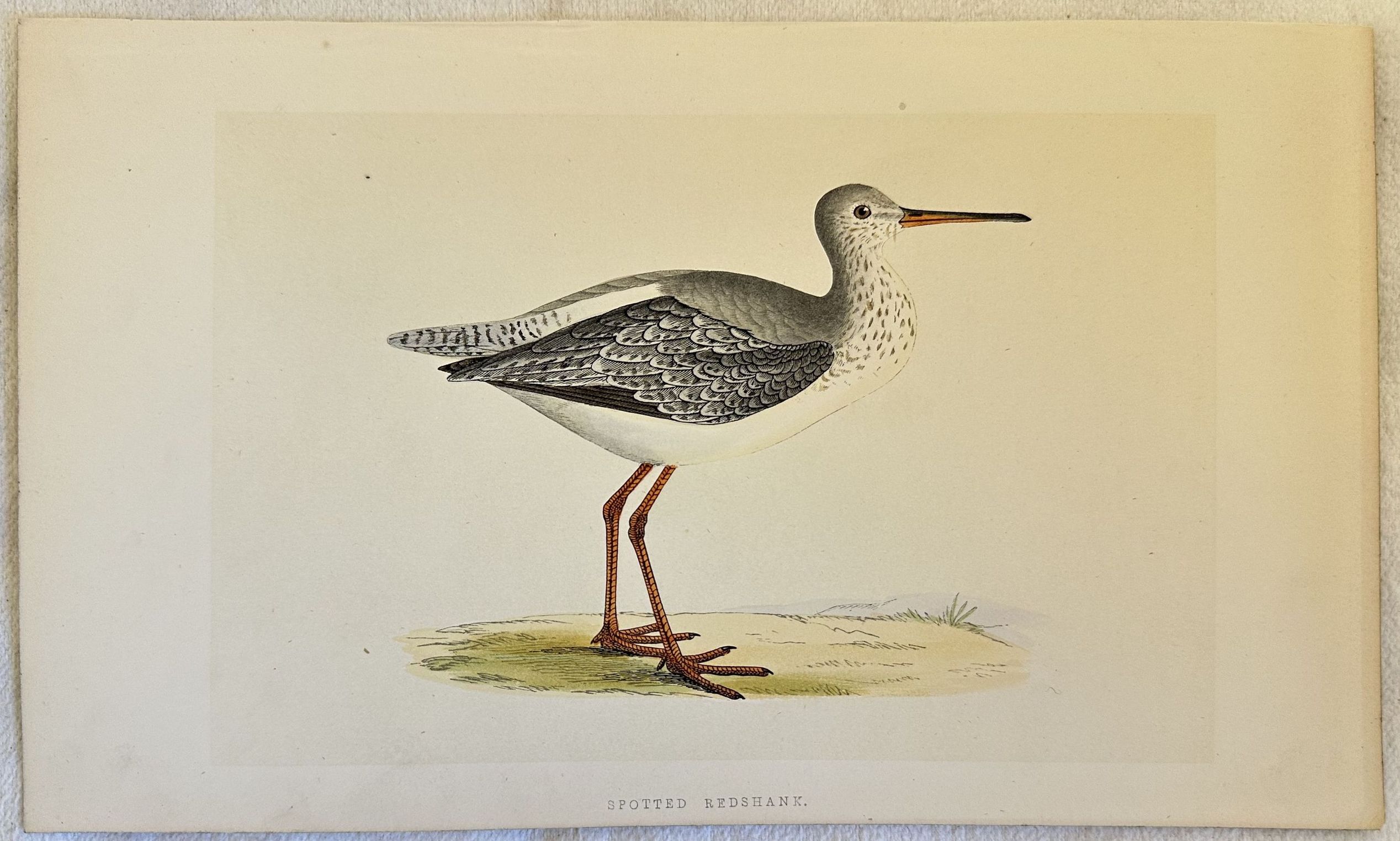 SPOTTED REDSHANK Tringa erythropus (Totano moro)