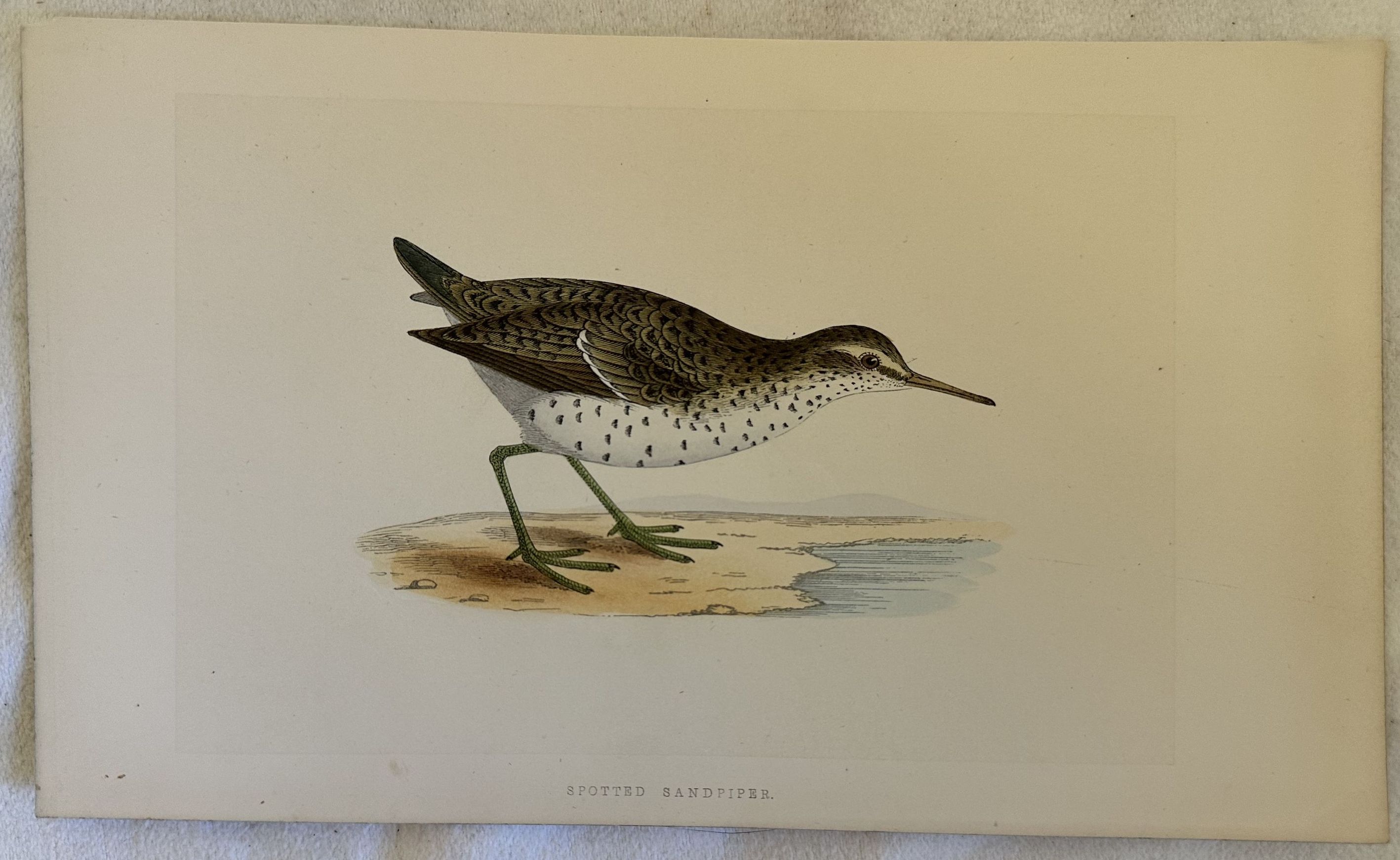 SPOTTED SANDPIPER Actitis macularius (Piro-piro macchiato)