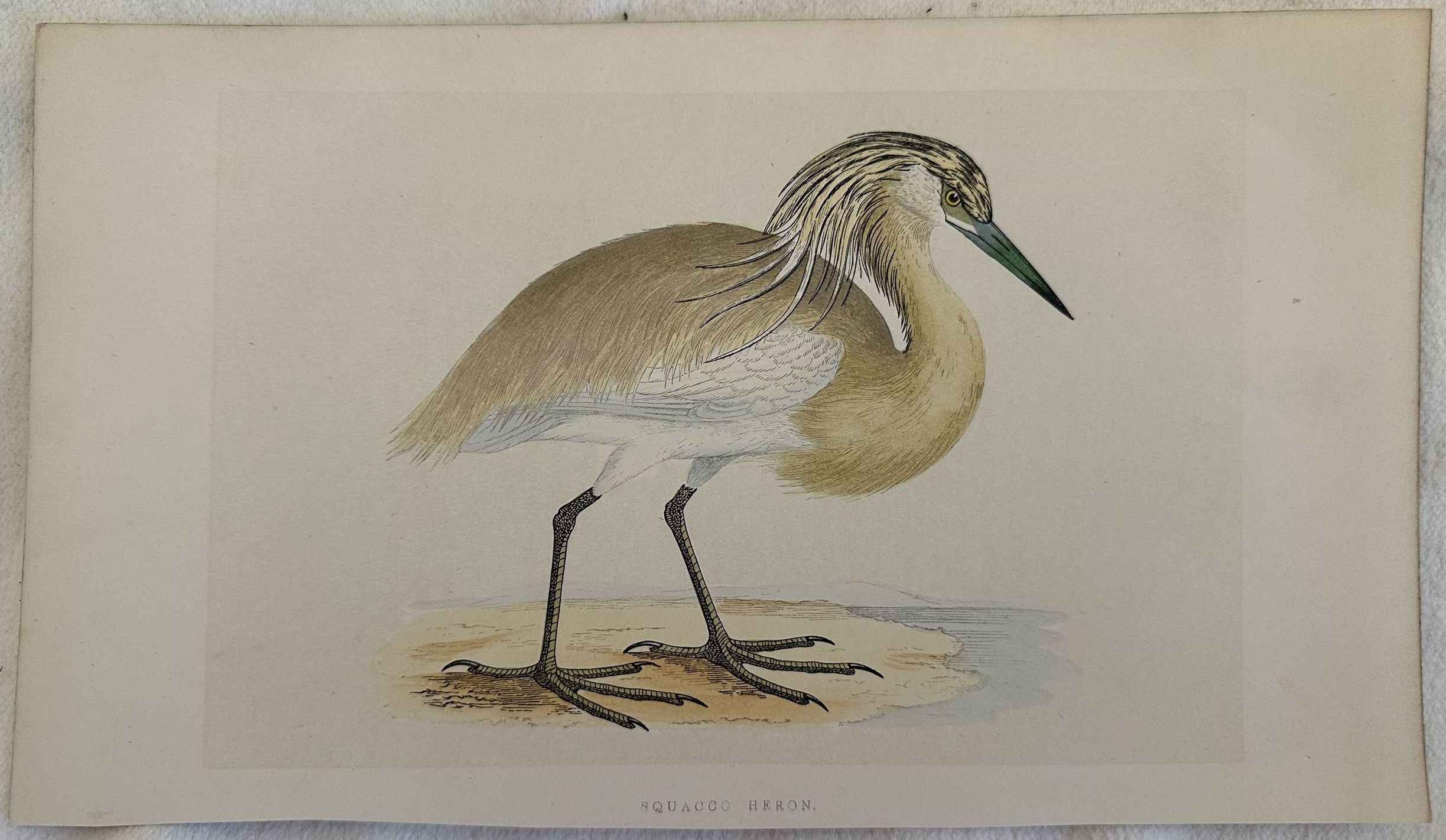 SQUACCO HERON (Ardeola ralloides) Sgarza ciuffetto