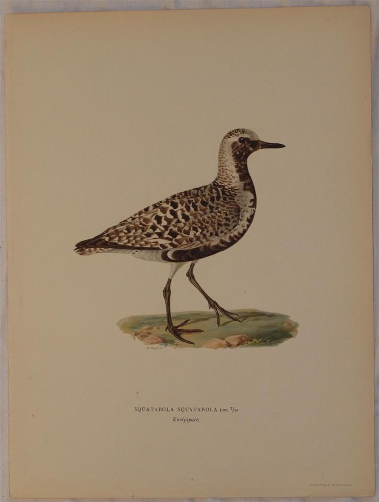 Squatarola squatarola