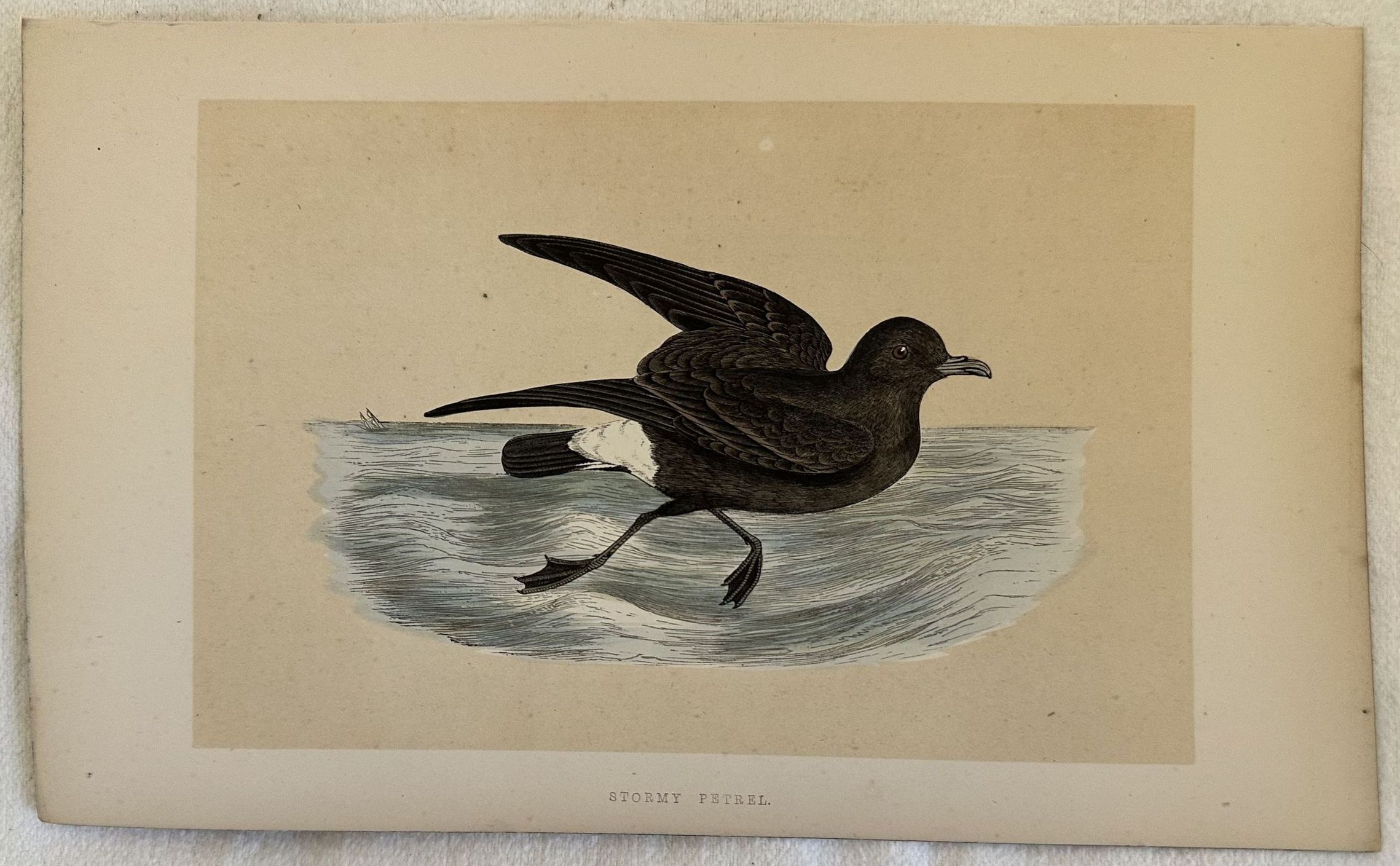 STORMY PETREL(Hydrobates pelagicus)Uccello delle tempeste di Wilson