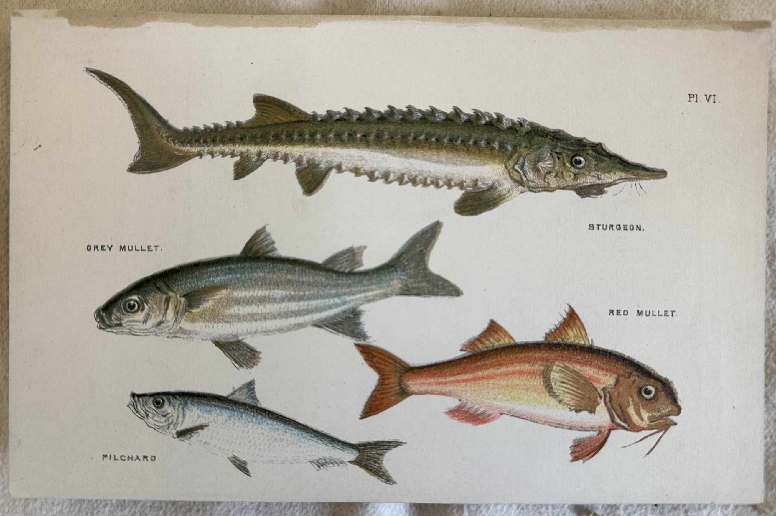 STURGEON (Storione) GREY MULLET (Triglia) RED MULLET PILCHARD (Sardina) 1882