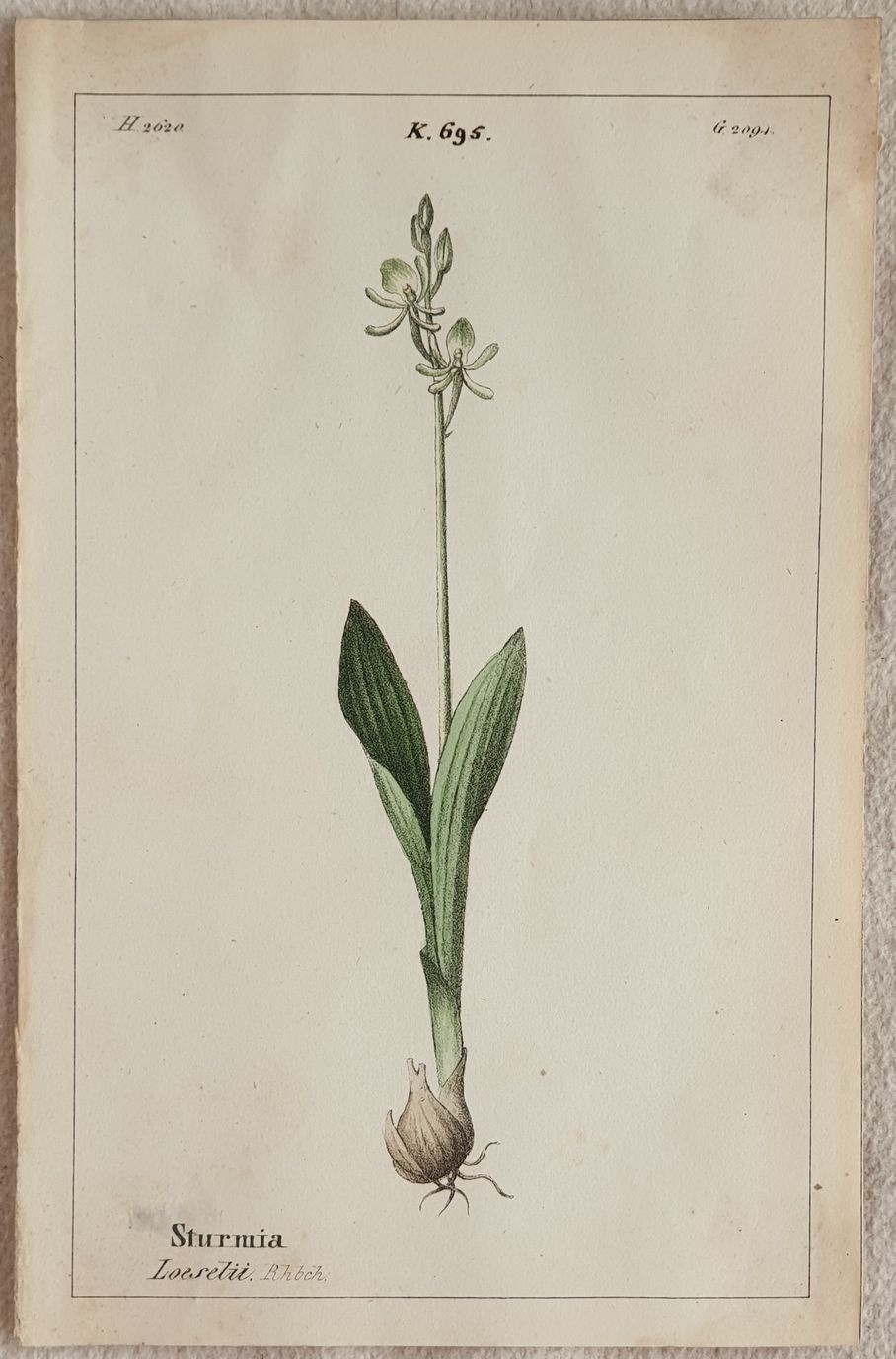 Sturmia loeselii