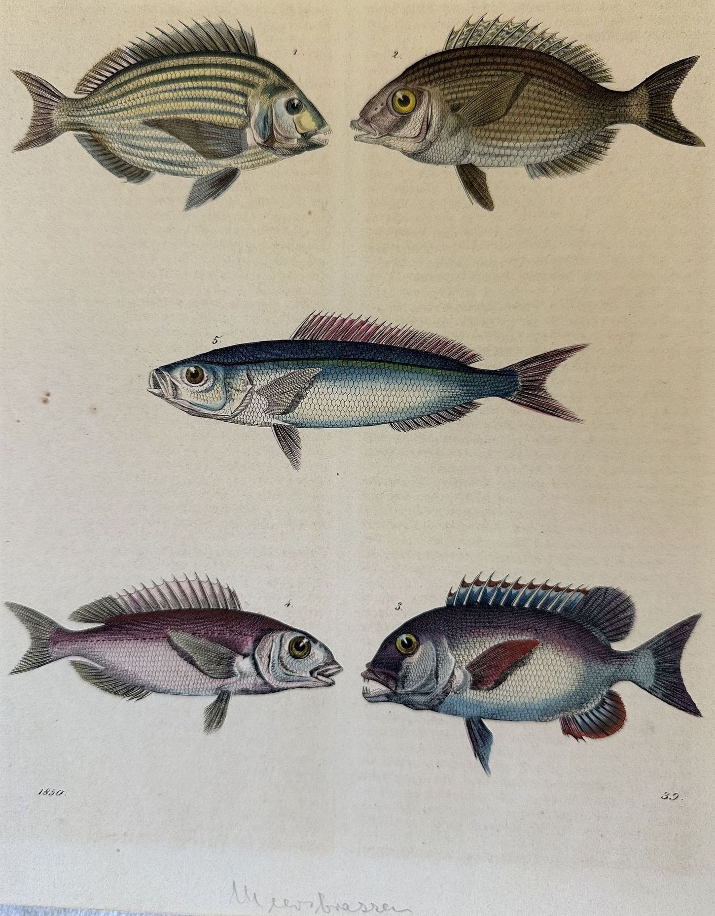 Suro Occhiata Pagello Lutjanus