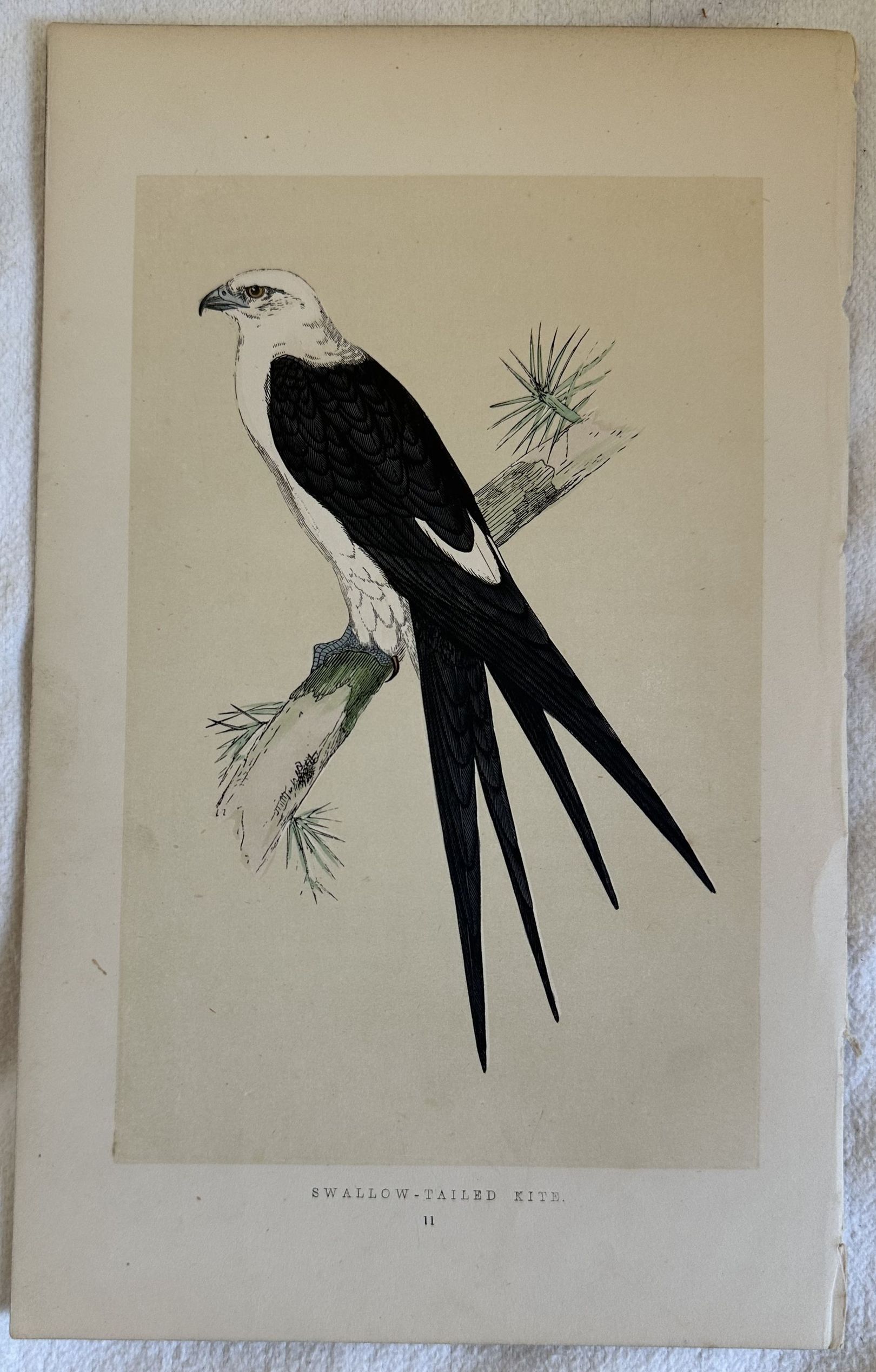 SWALLOW-TAILED KITE (Nibbio codadirondine)
