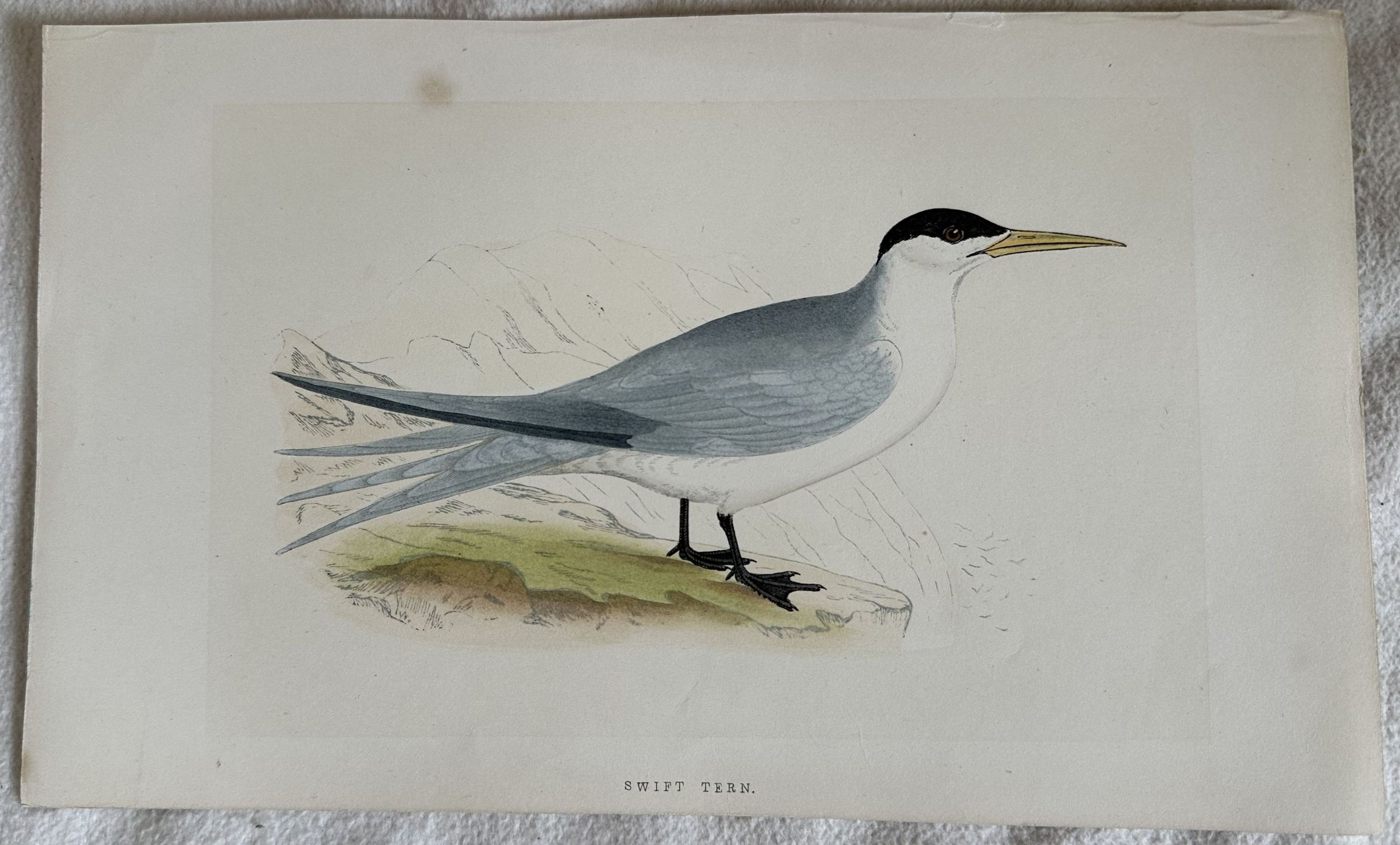 SWIFT TERN (Thalasseus bergii)