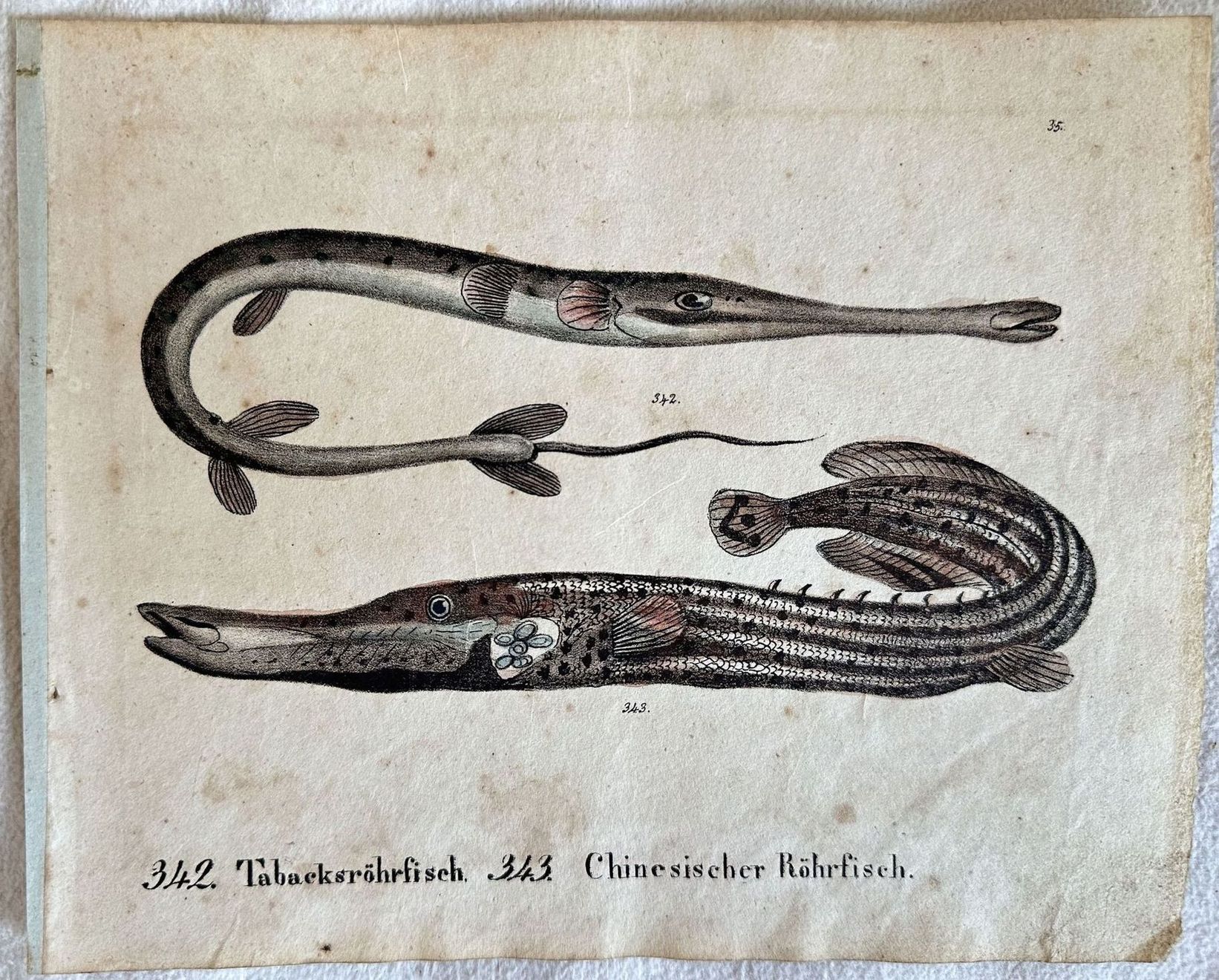 TABACKSROHRFISCH CHINESISCHER ROHRFISCH
