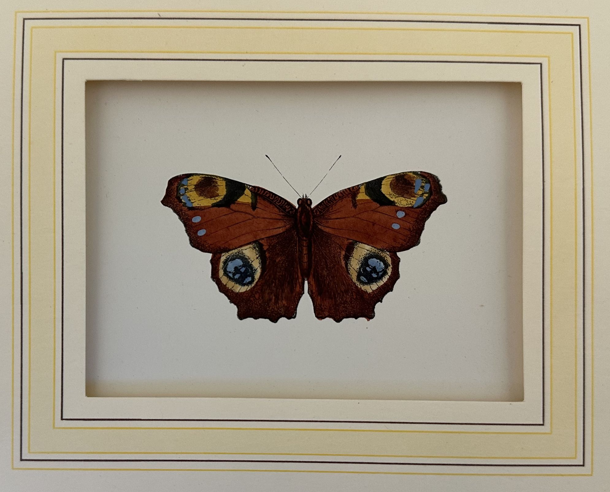 Tagpfanerange (Peacock butterfly) (Vanessa io o Occhio di Pavone)