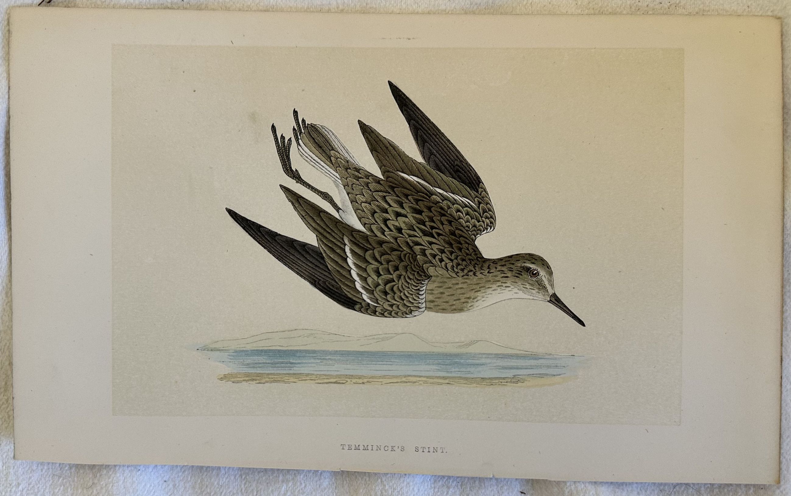 TEMMINCK'S STINT (Gambecchio nano)