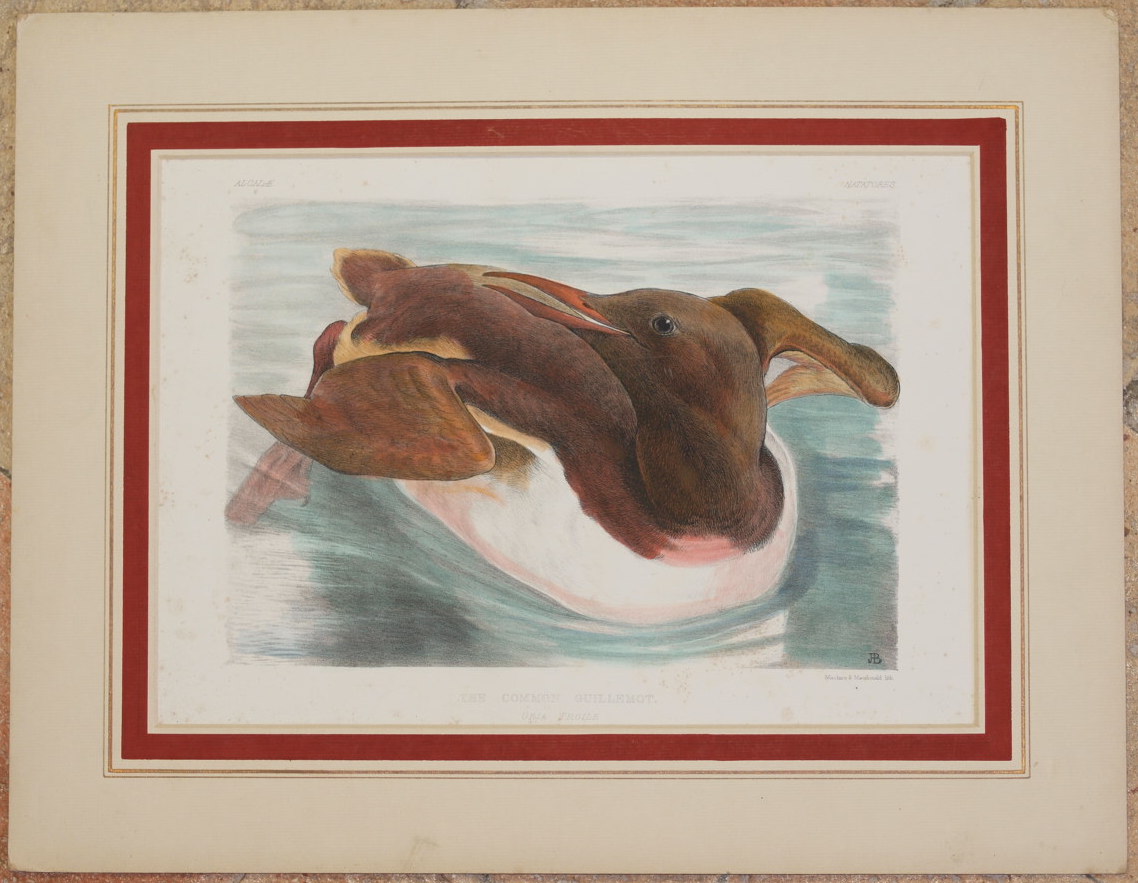 THE COMMON GUILLEMOT URIA TROILE