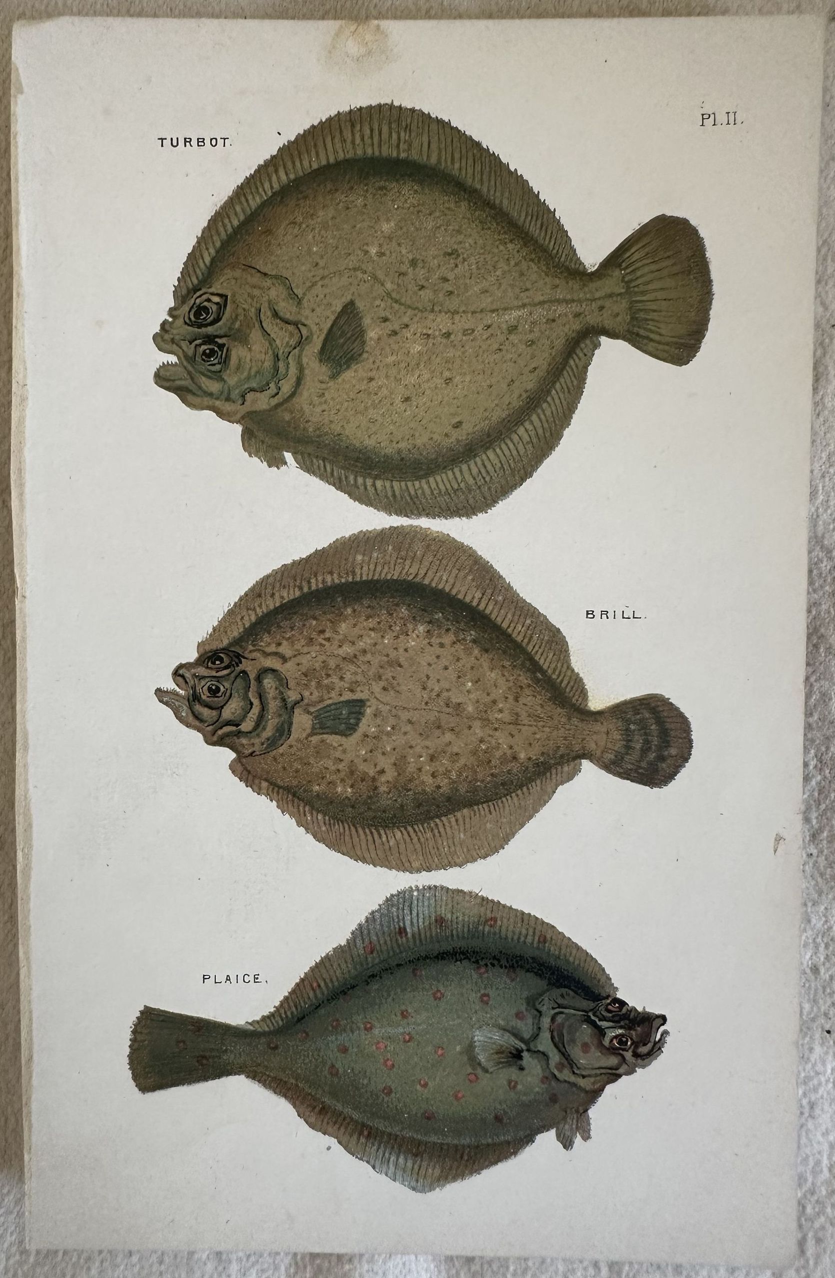 TURBOT (Scophthalmus maximus) BRILL (Rombo liscio) PLAICE (Platessa) 1882