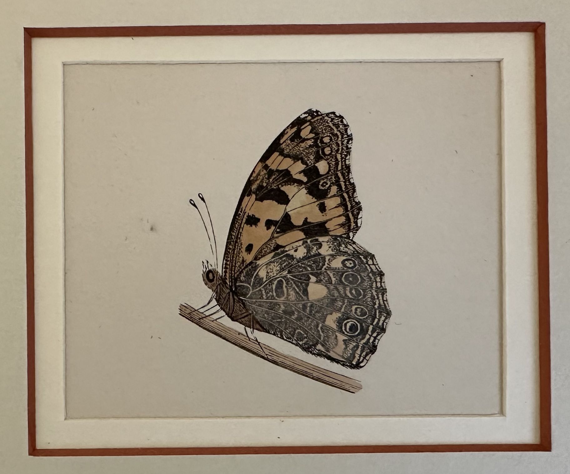 Vanessa cardui Disterfolder (Vanessa del cardo)