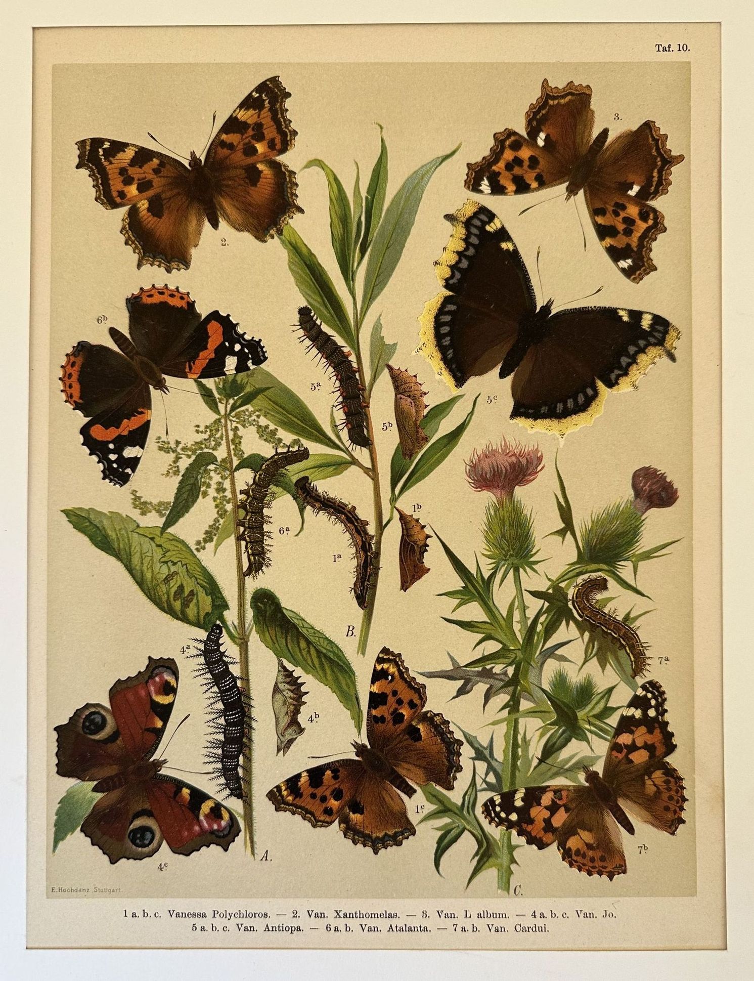 Vanessa polychloros - Van. xanthomelas - Van. album. - Van. …