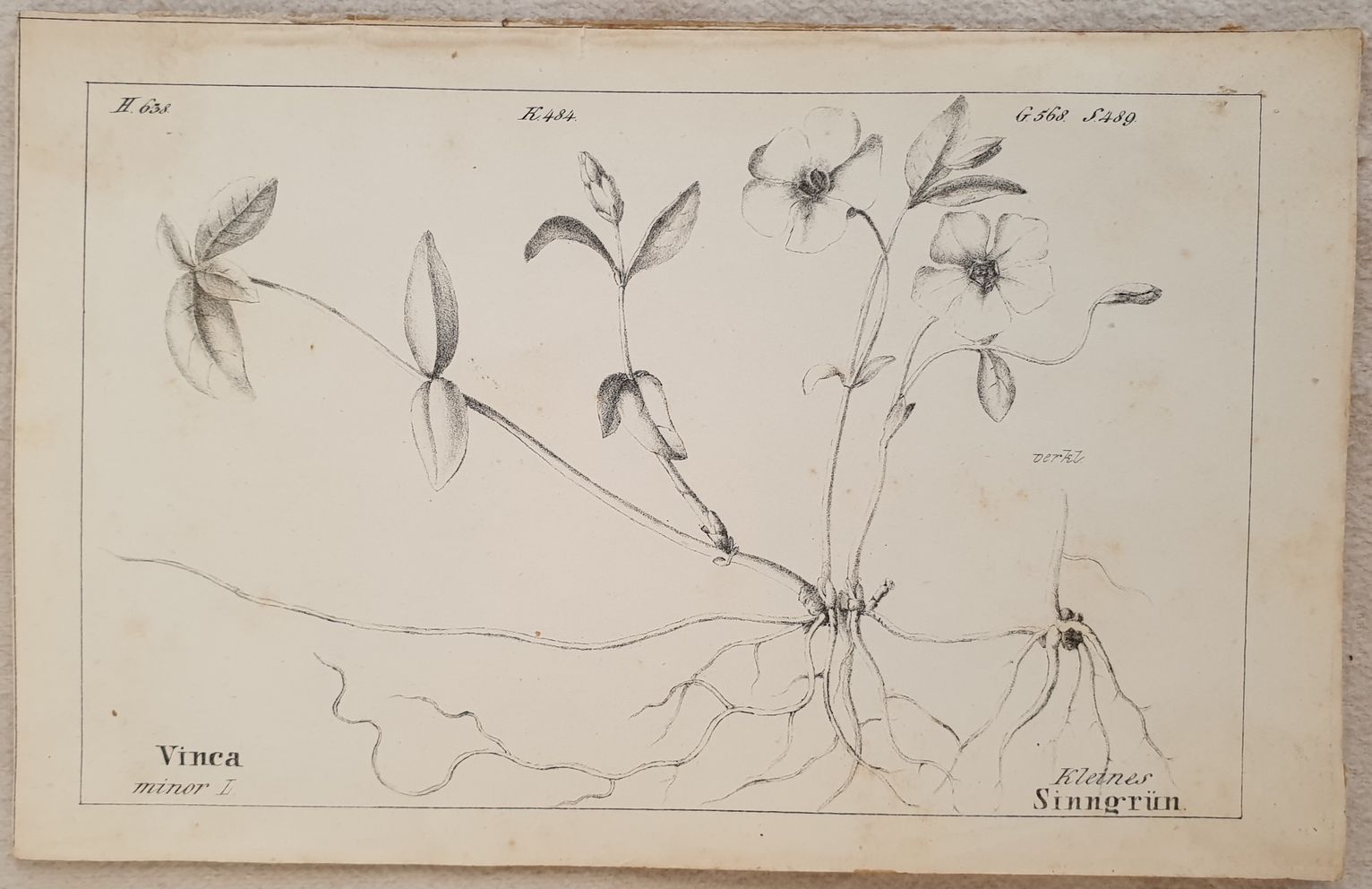 Vinca minor