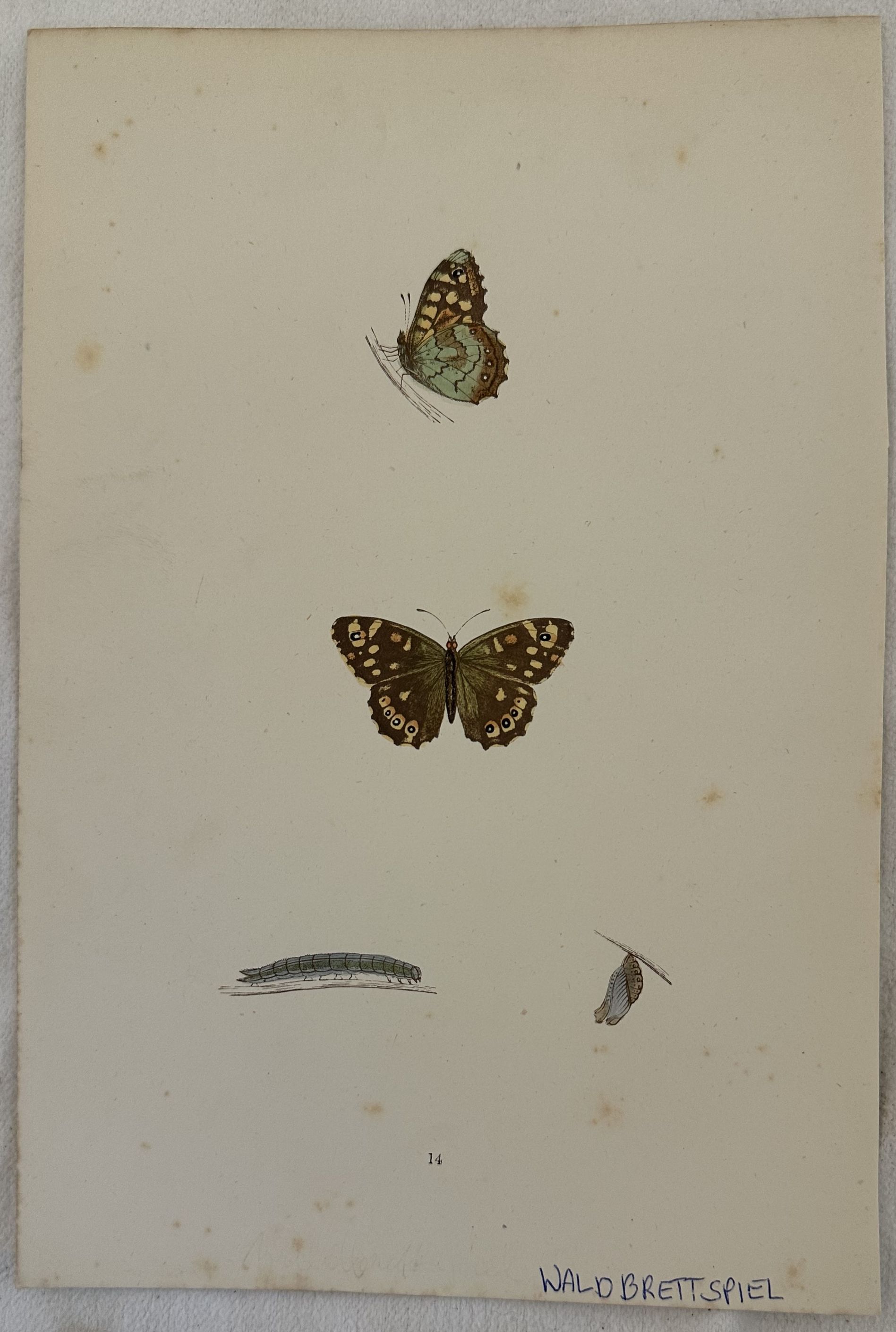 WALDBRETTSPIEL Pararge aegeria (Faraona)