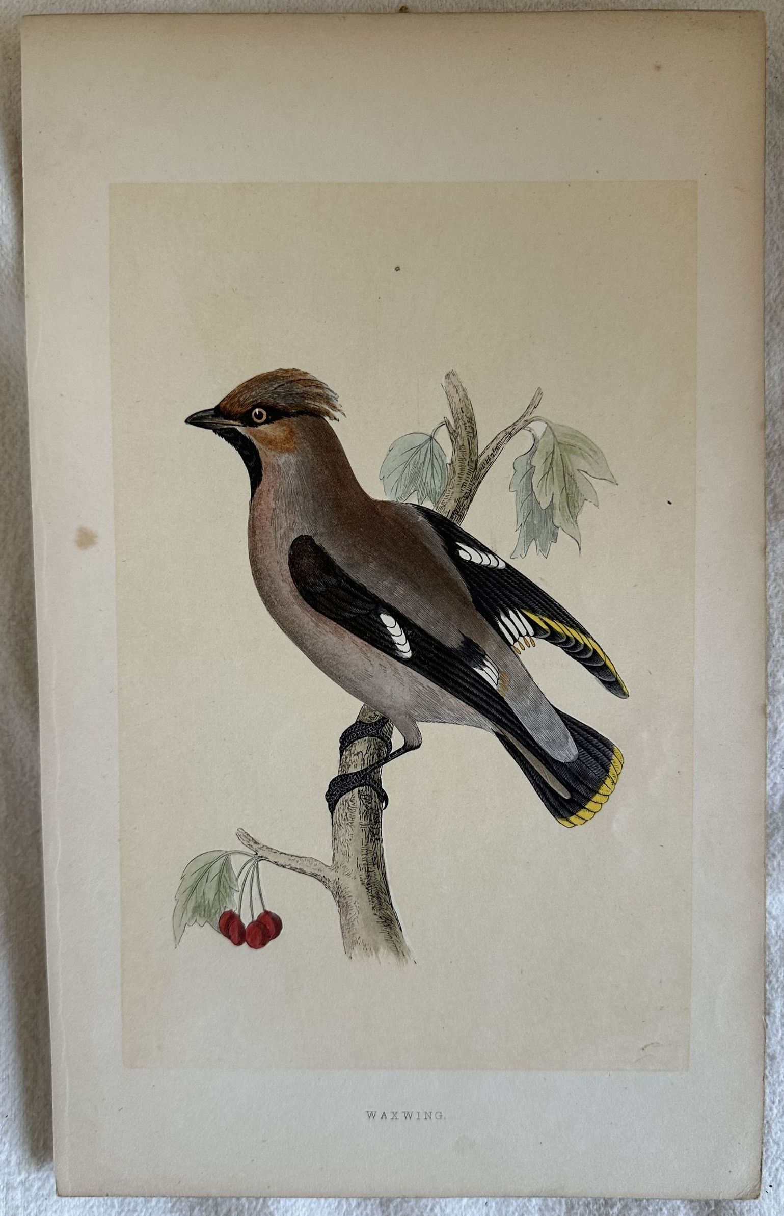 WAXWING (Bombicilla Vieillot)