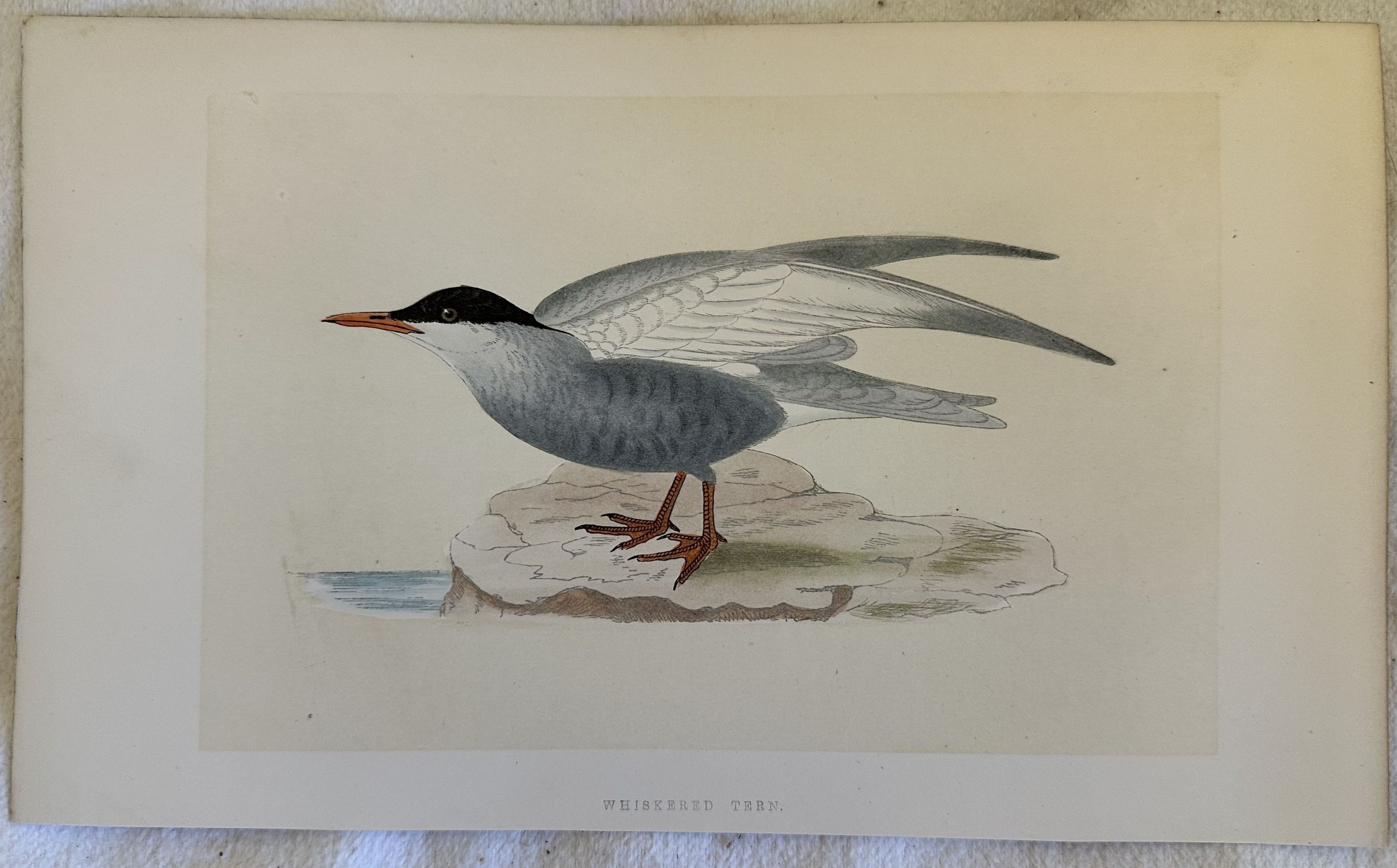 WHISKERED TERN (Chlidonias hybrida) Mignattino piombato