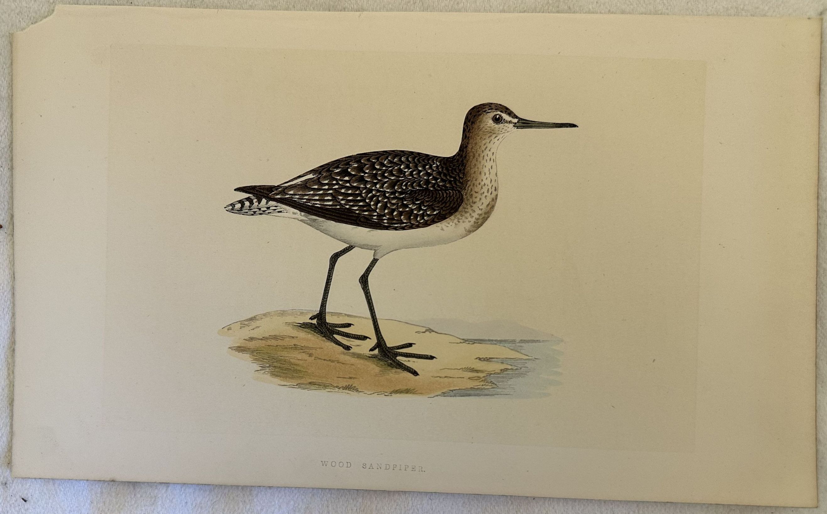 WOOD SANDPIPER Tringa glareola (Piro-piro boschereccio)