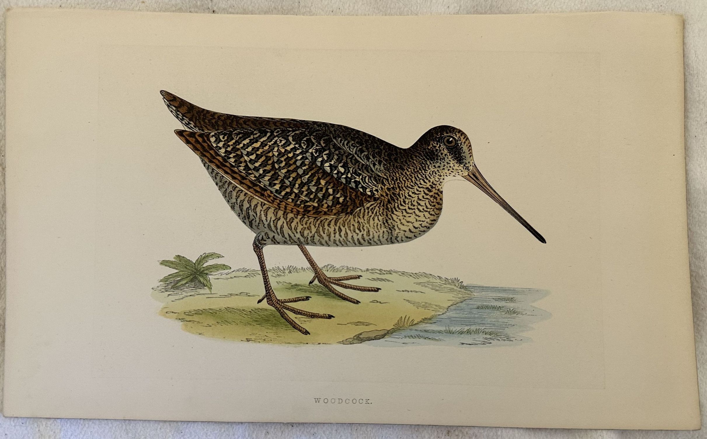 WOODCOCK (Beccaccia americana)