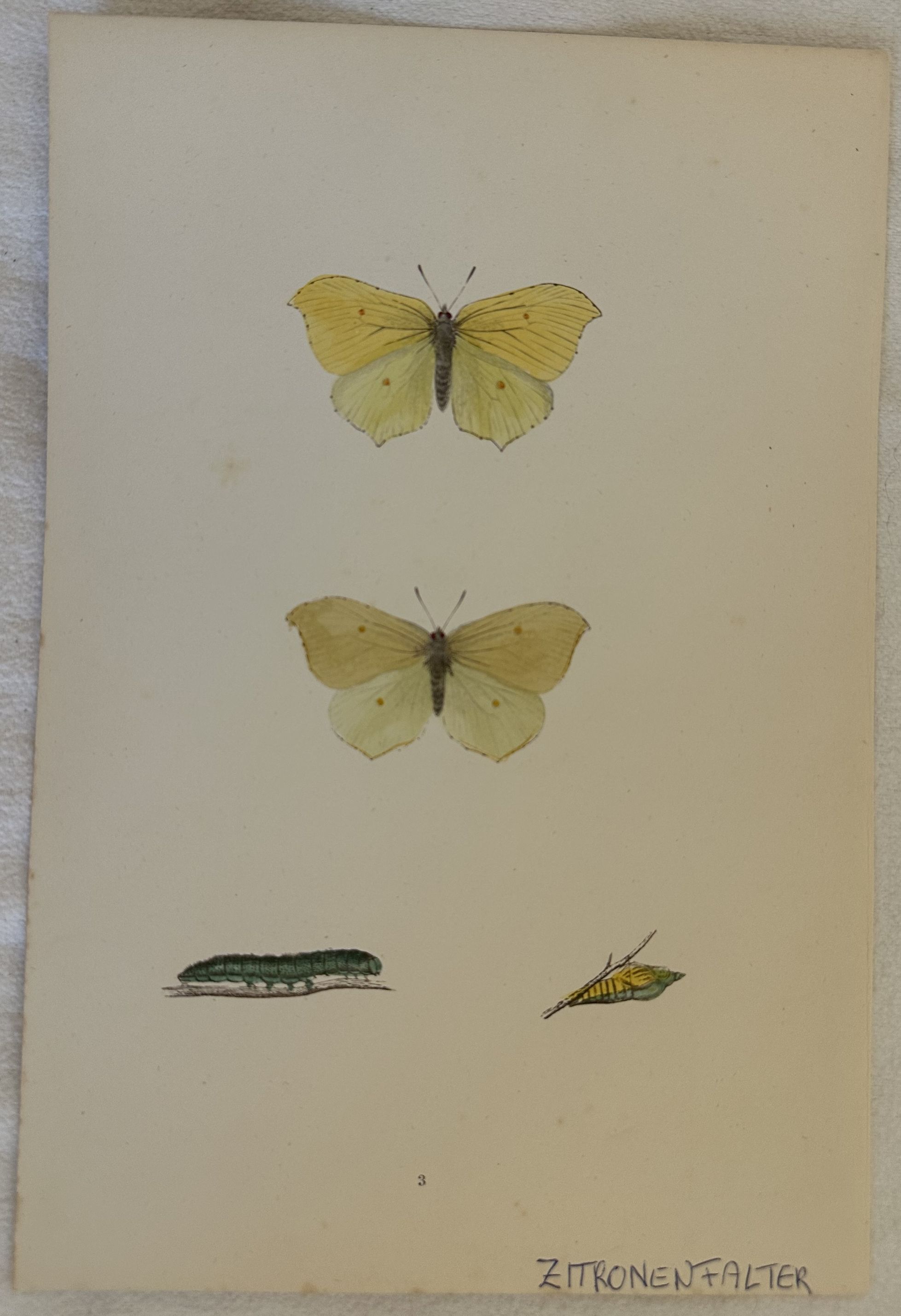 ZITRONENFALTER Gonepteryx rhamni Cedronella