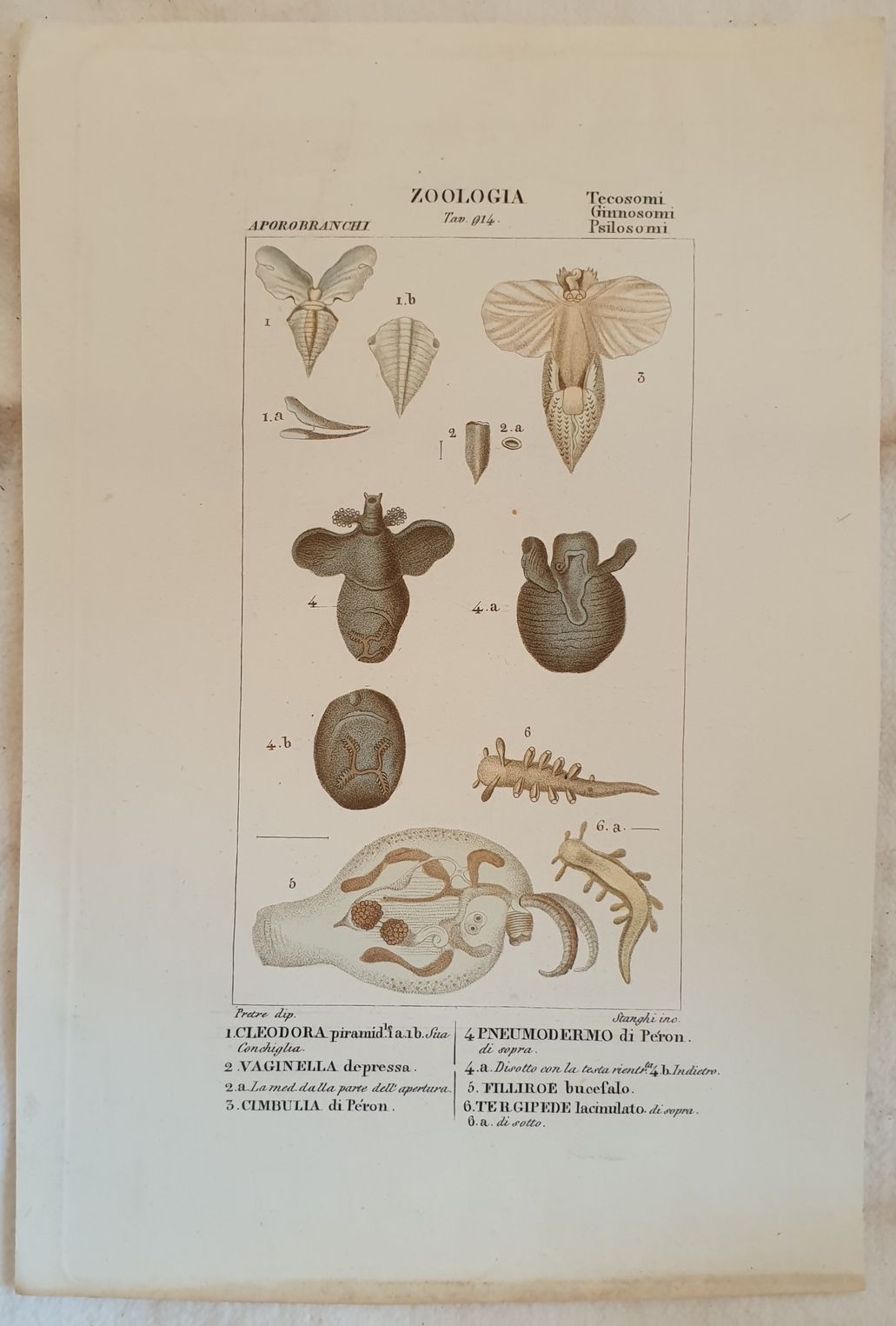 ZOOLOGIA Cleodora piramidale Vaginella depressa Cimbulia di Peron Pneumodermo di …