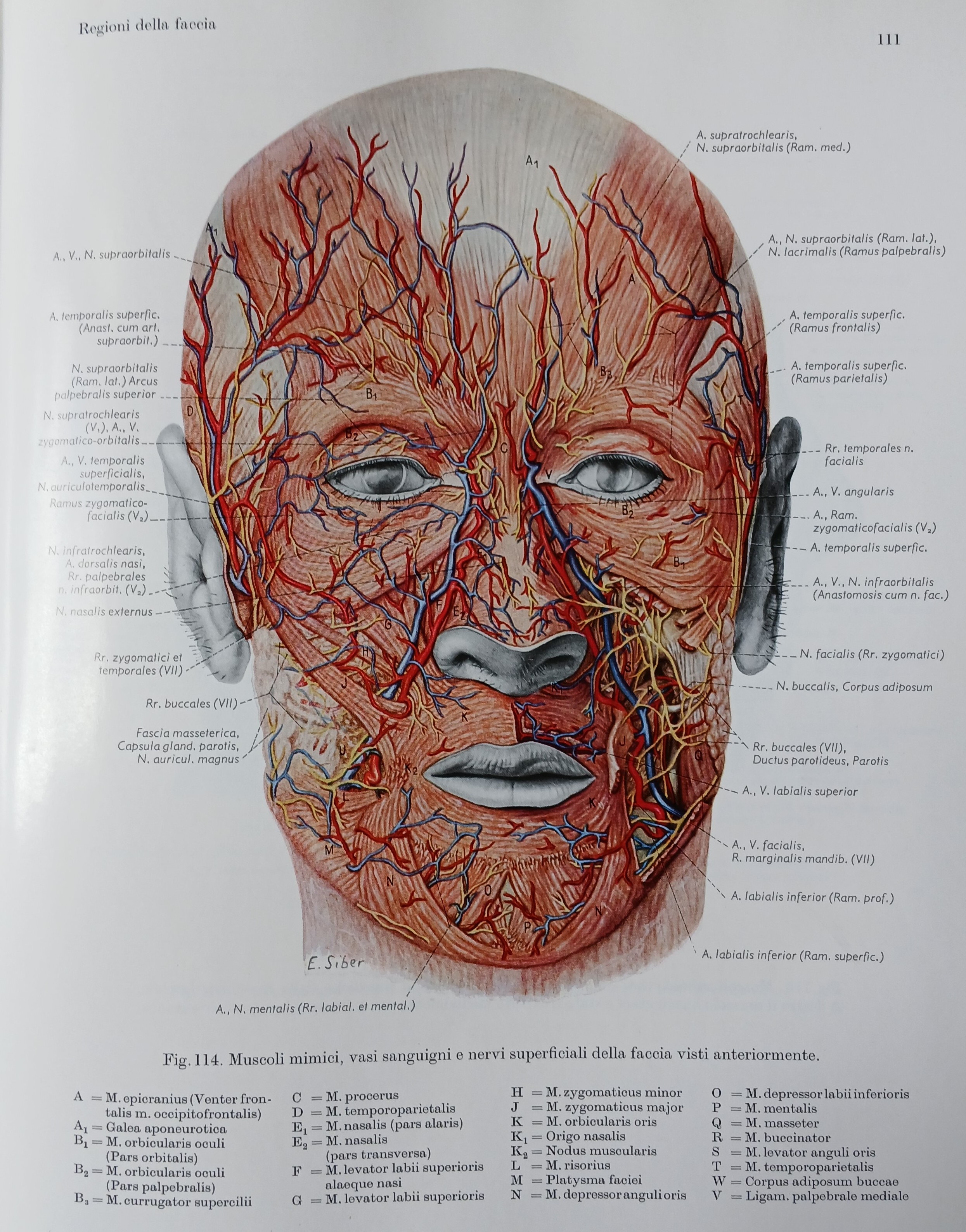 Atlante di Anatomia sistematica e topografia dell’Uomo.
