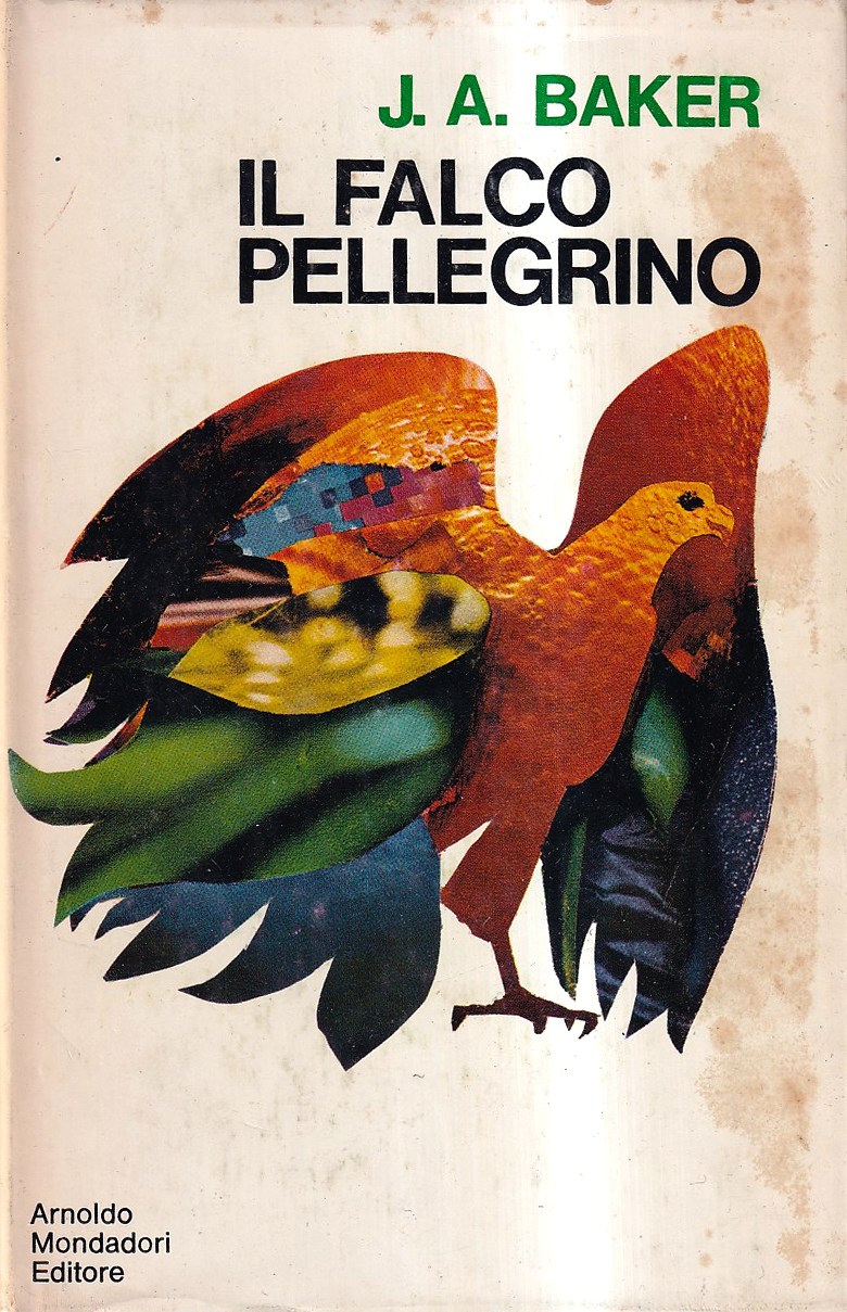 Il Falco Pellegrino