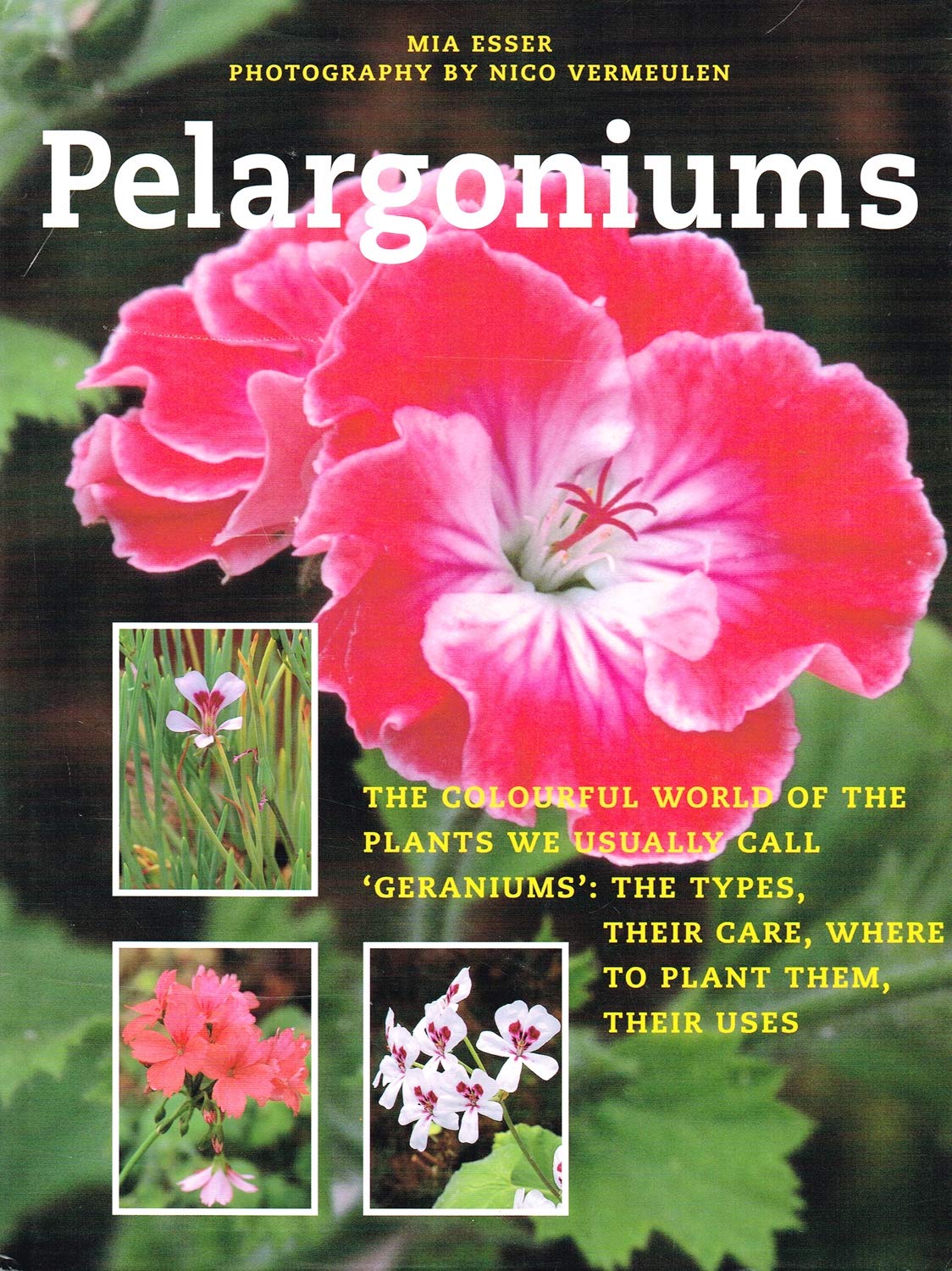 Pelargoniums