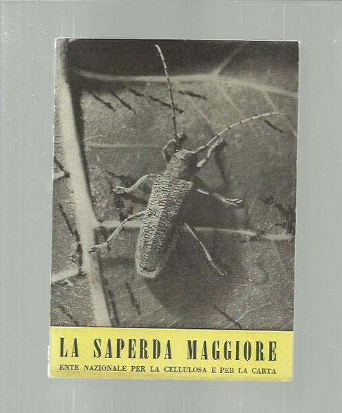 La saperda maggiore (I nemici del pioppo 1)