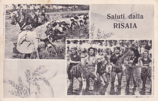 Cartolina Saluti dalla Risaia (mondine). 1956