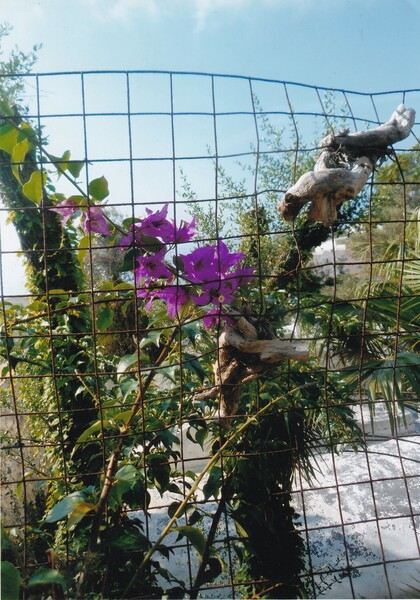 Fotografia originale VITTORIO PESCATORI - Angolo di Capri