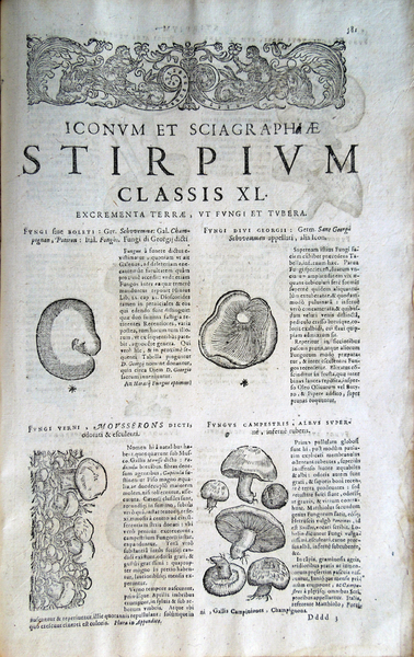 Stirpium icones et sciagraphia cum omnibus, quae de plantarum natura, …