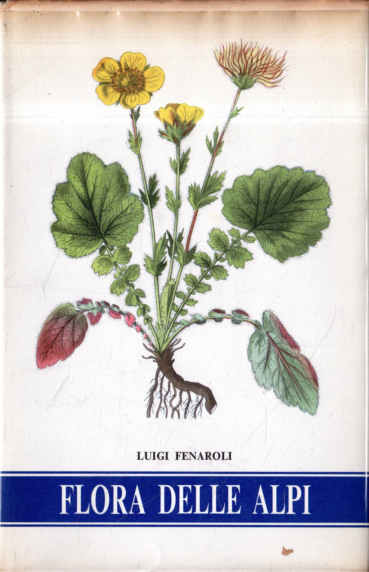 Flora delle Alpi