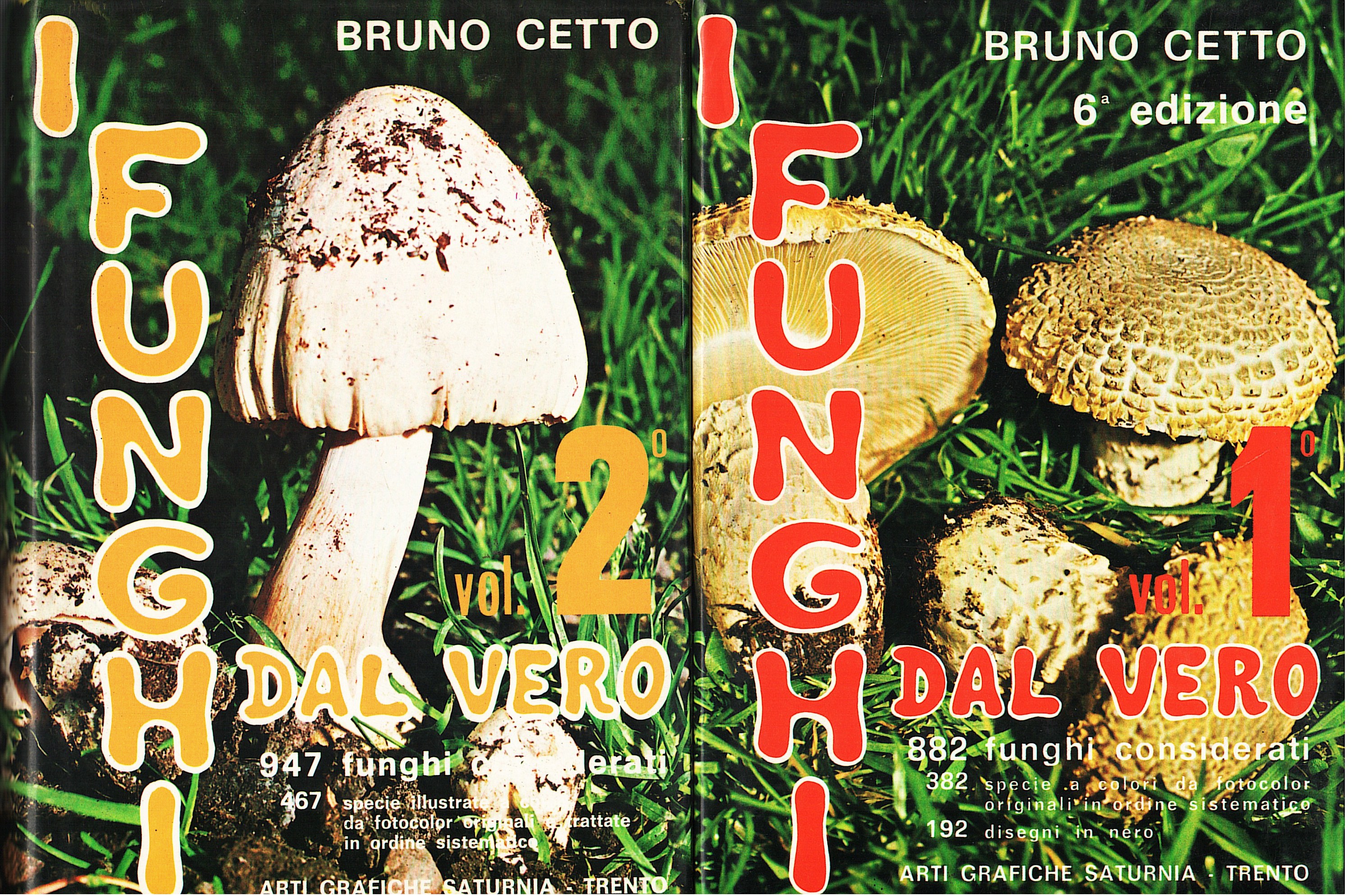 I funghi dal vero
