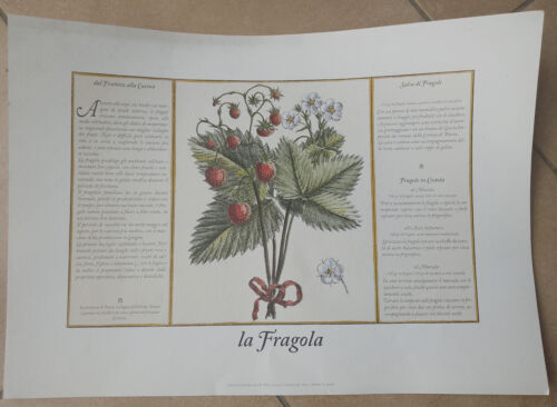 La Fragola - STAMPA